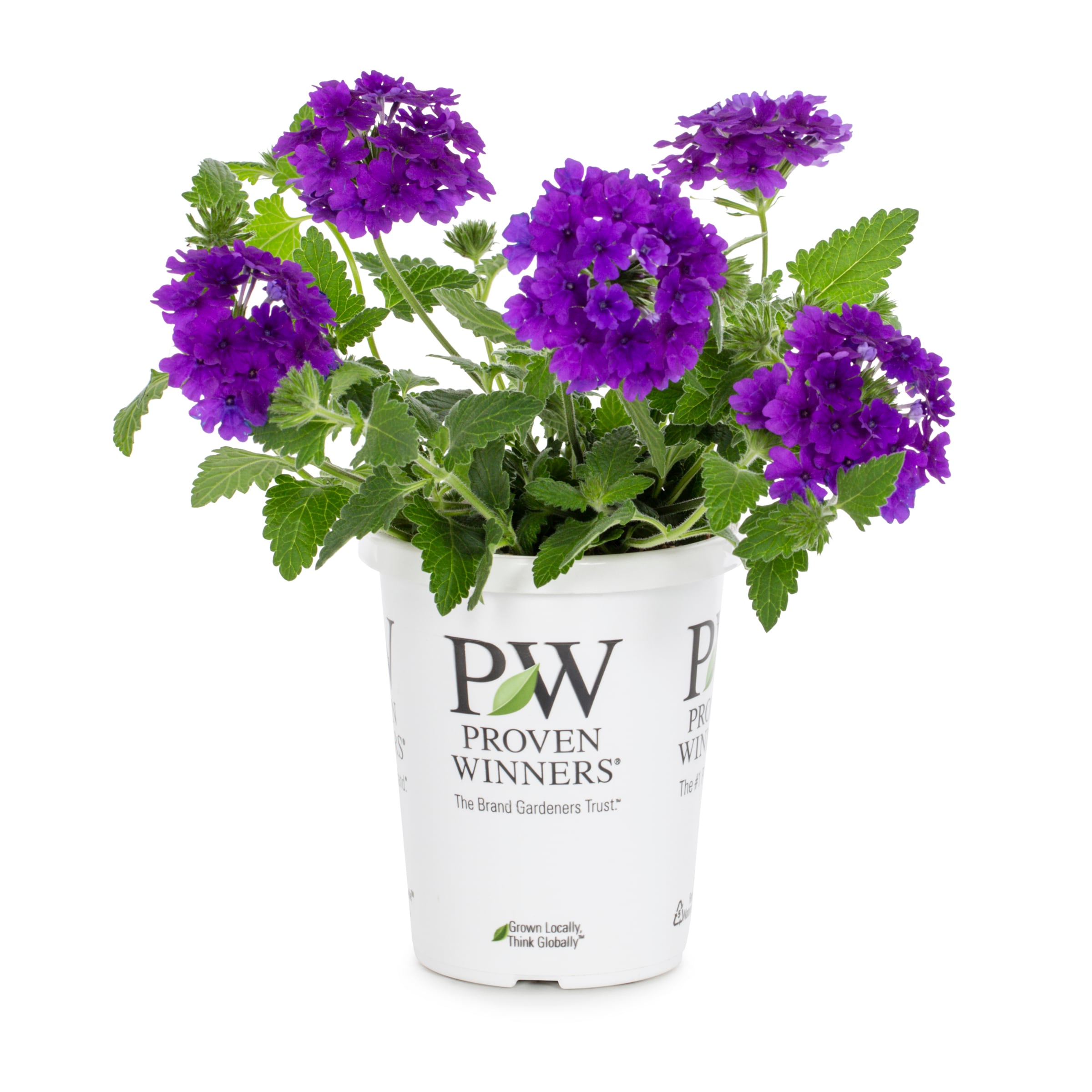 Proven Winners 4481 annuals - View #5