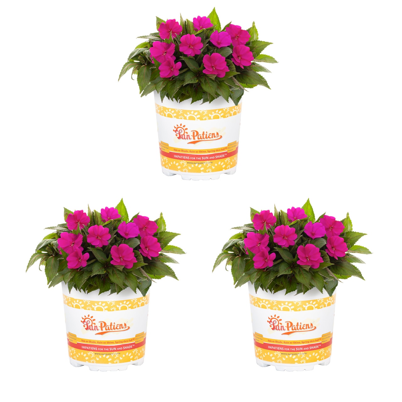 Metrolina Greenhouses Pink Sunpatiens in 2-Quart Pot 3-Pack in the ...