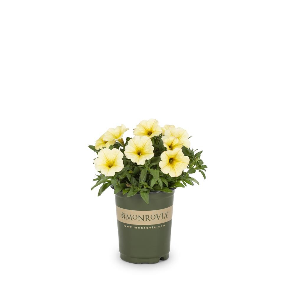 Monrovia NURSERY Yellow SuperCal Petchoa in Quart(s) Pot