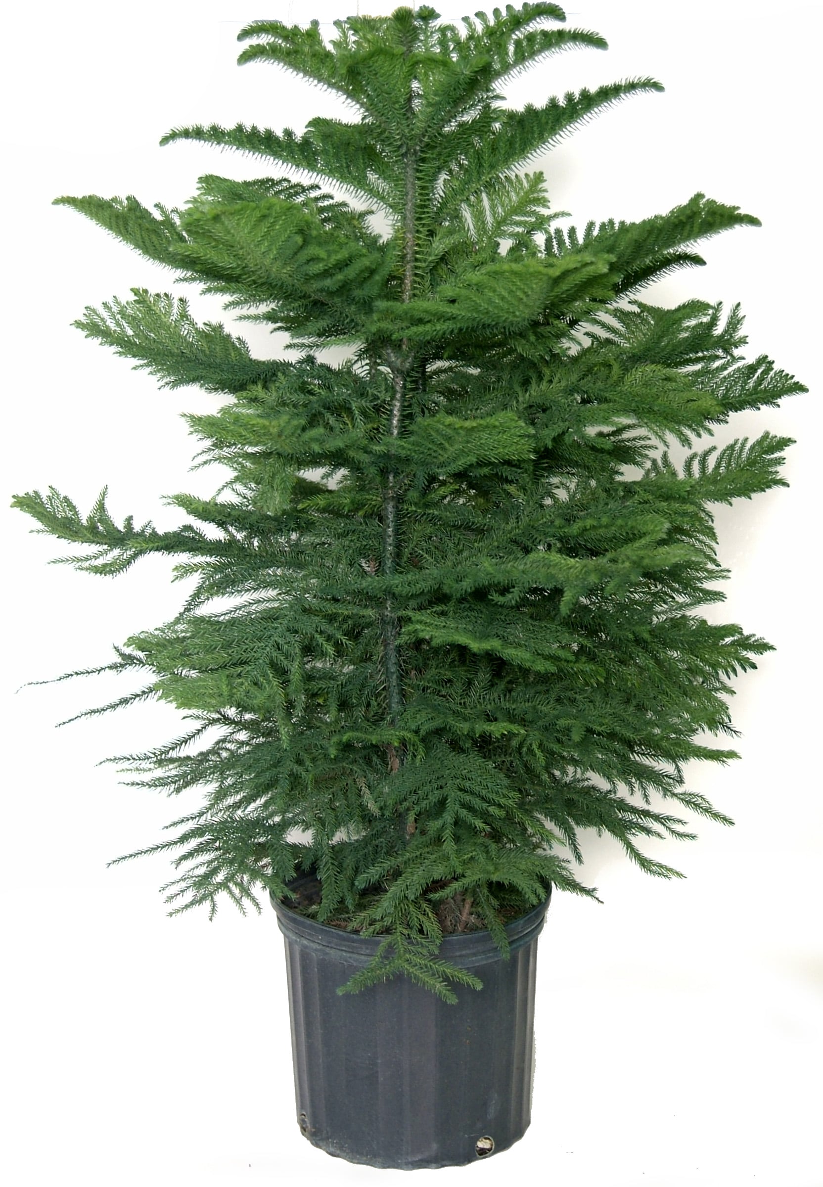 Norfolk Island Pine In 13 Oz Plastic Pot In The House Plants Department At Lowes Com
