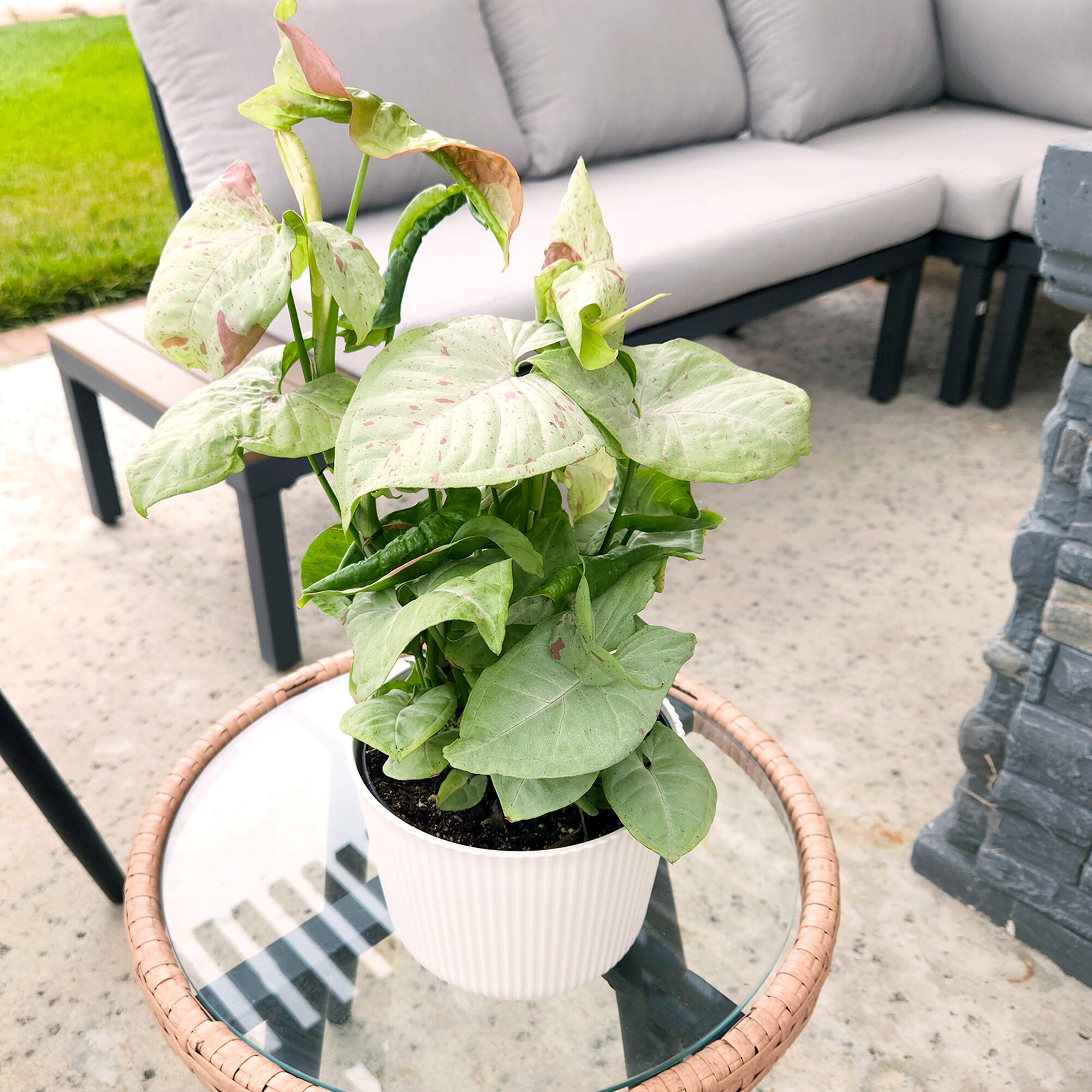 Altman Plants 0873385 hseplants - View #8