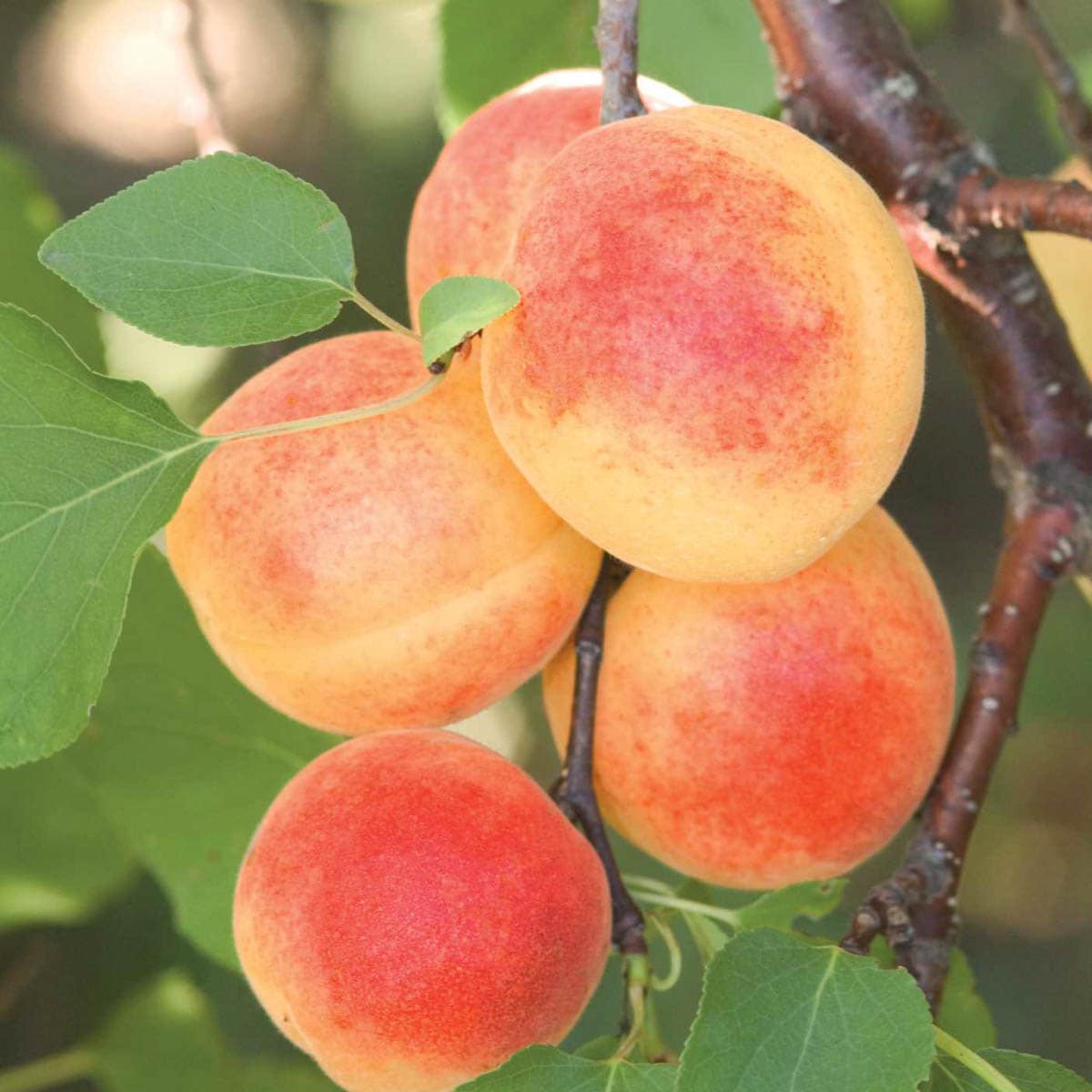 Gardens Alive! 80642 Fruit Sugar Pearls Apricot Semi-dwarf Starter Bareroot
