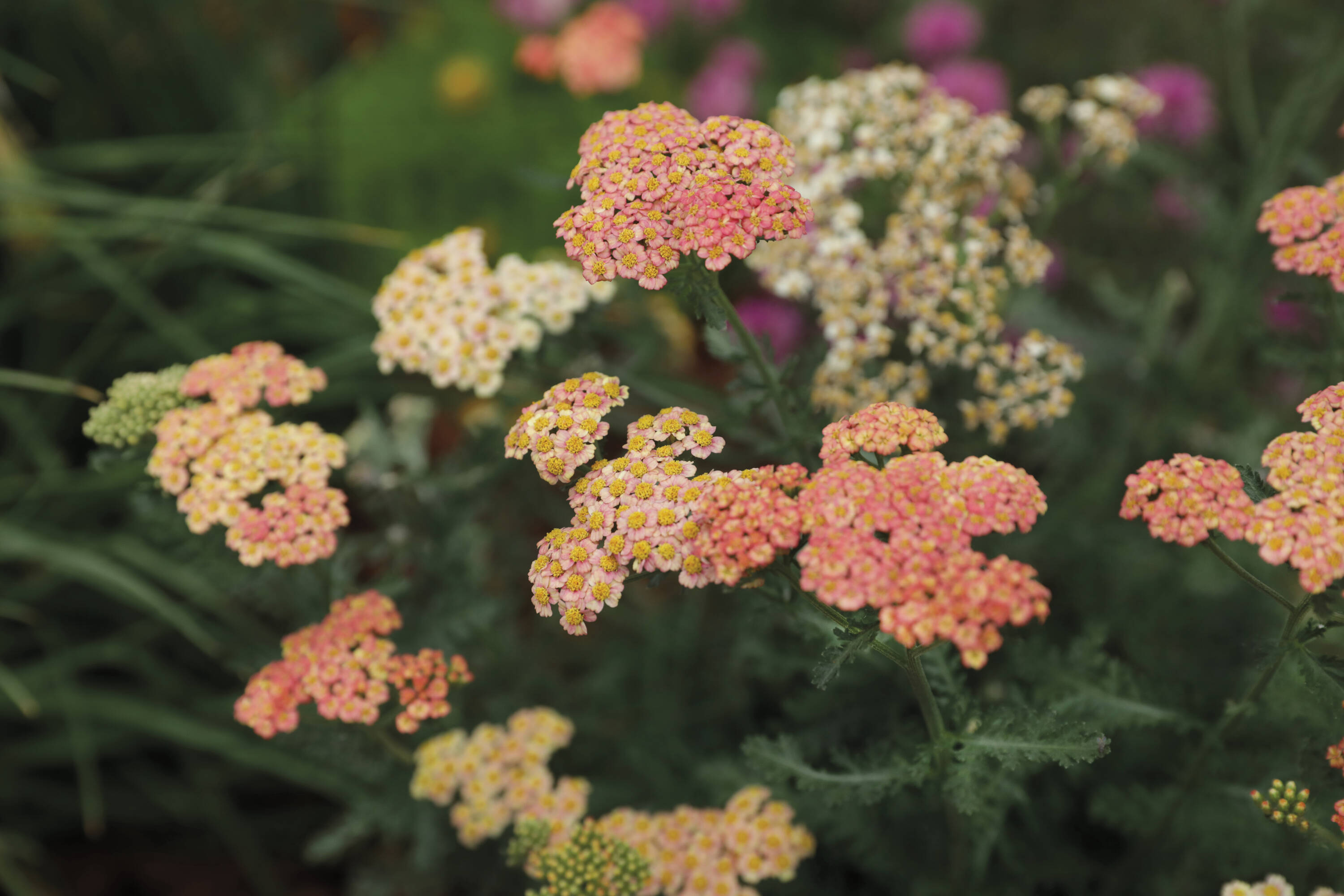 Proven Winners ACHPWP1026102 perennials - View #3