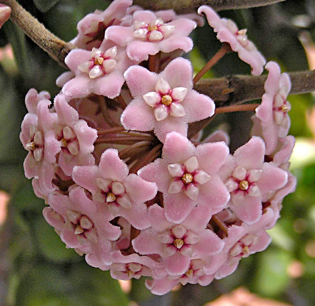 Hirt's Gardens Hindu Rope Plant