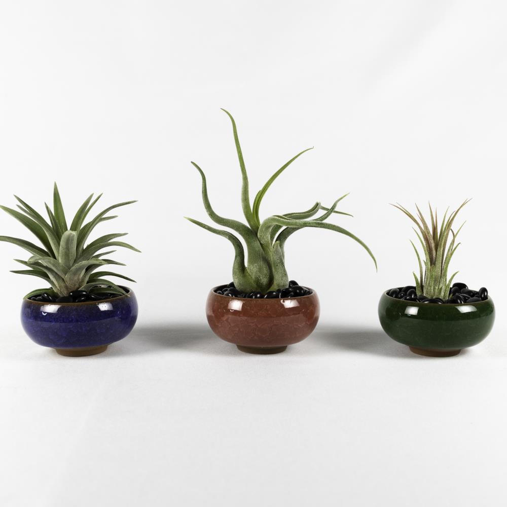 TropicalPlants.com FORTICOLG103B Air Plant Set - 3 Live Air Plant Succulents in 2.5 in. Colorful Ceramic Pots w/Black Stones (3-Pack)
