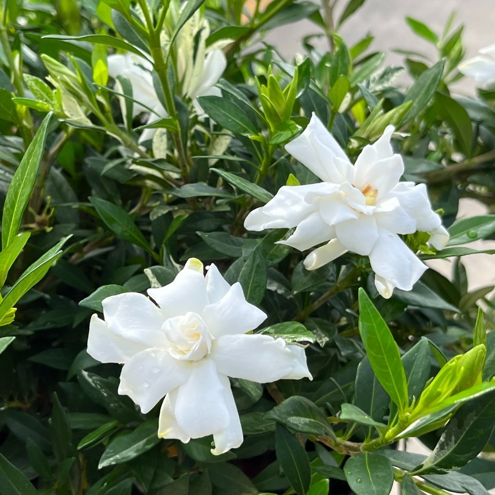 Alder & Oak GAVE05 Gardenia Flowering Shrub in 3.2 -Gallon Pot 1 -Pack with White Blooms