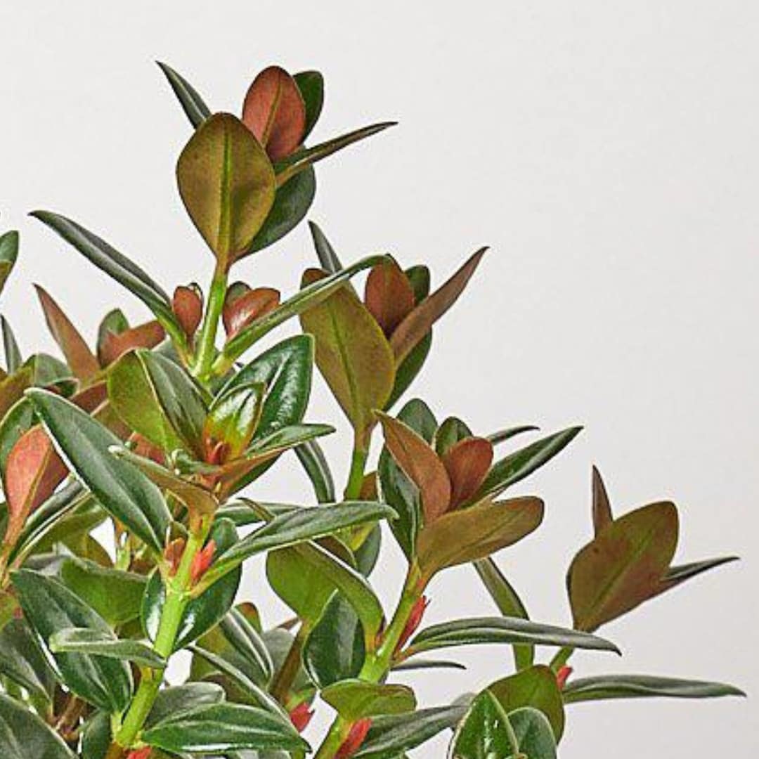 House Plant Shop 6-NEMATANTHUS-BLACK hseplants - View #4