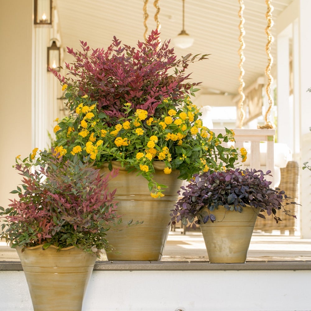 Southern Living Plant Collection 43142TSL-1 shrubs - View #5
