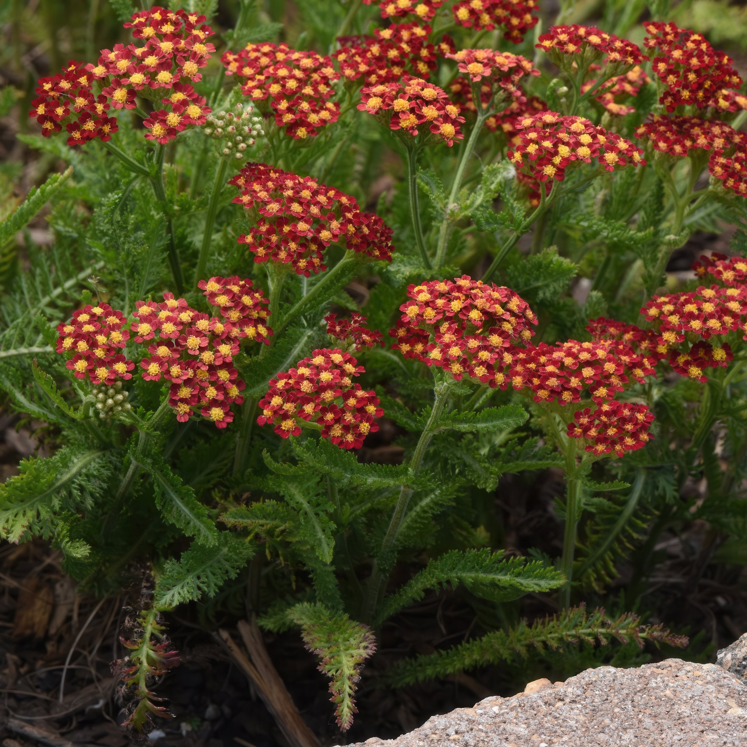National Plant Network LW1951 perennials - View #8