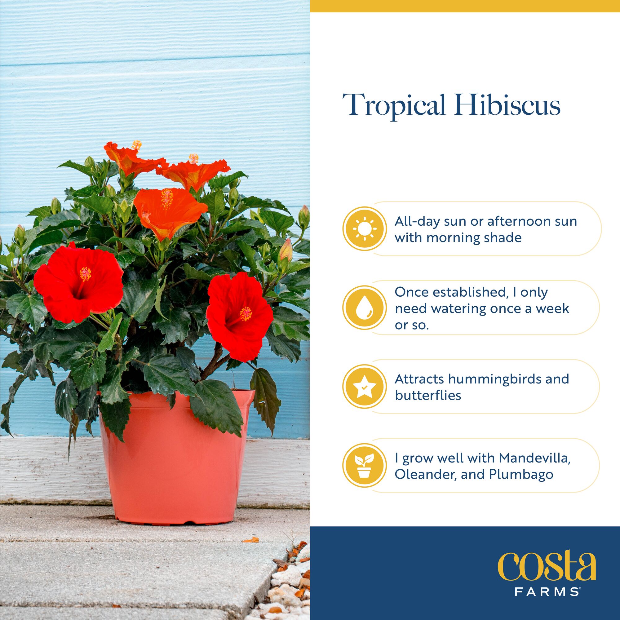 Costa Farms L-HBB-G-POT-01-LW shrubs - View #6