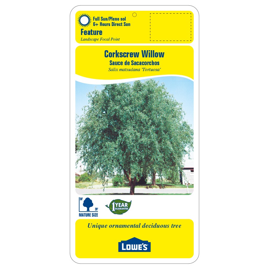 Lowe's 3.63Gallons Feature Corkscrew Willow In Pot (With Soil) in the