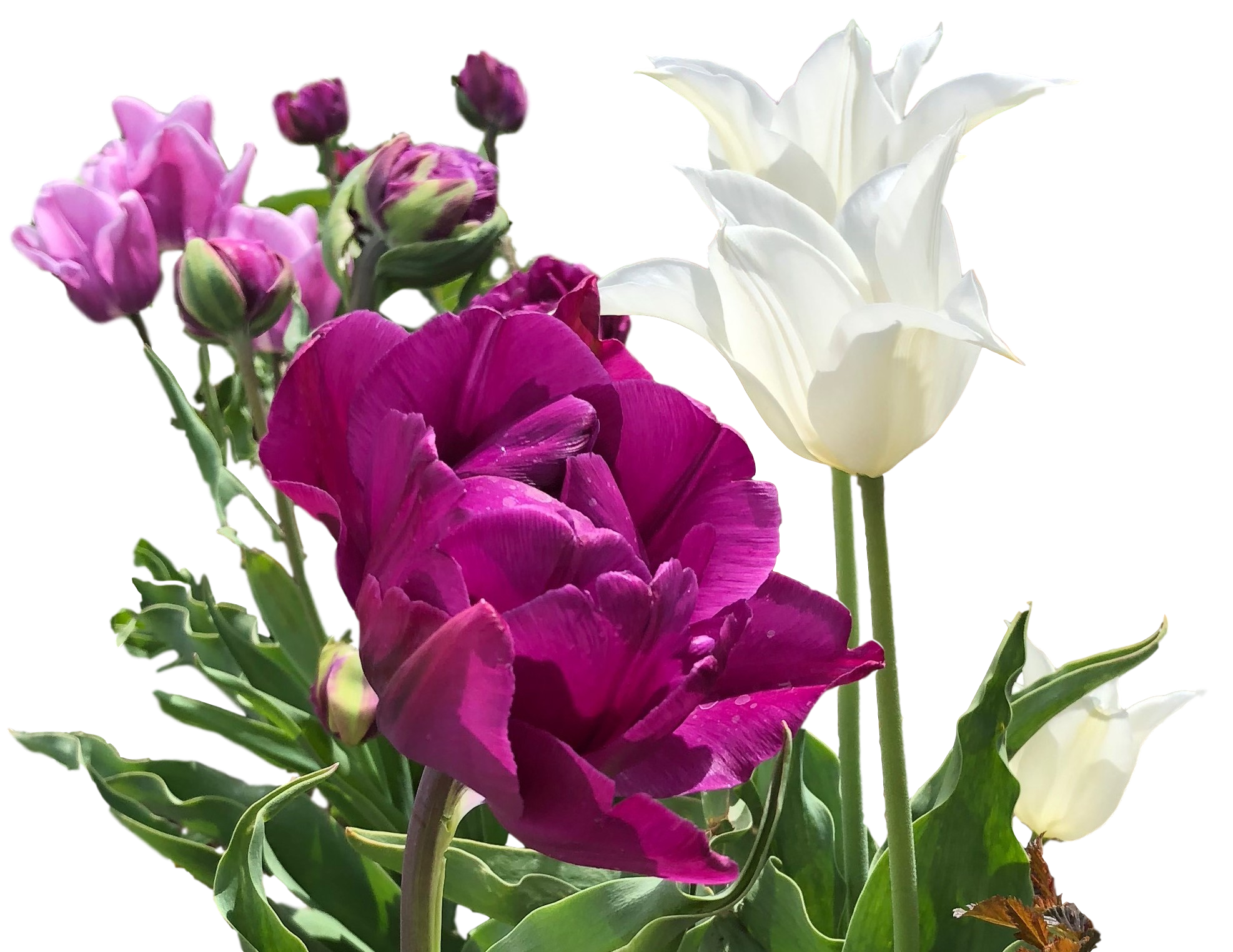Daylily Nursery 21626 Multicolor Purple Rain Tulips (mixed) Plant in 25 -Pack Bareroot 1 -Pack