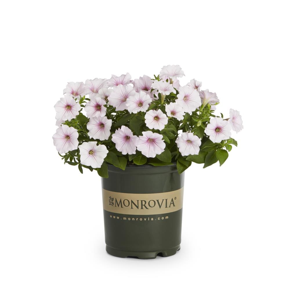 Monrovia 421917 Multicolor Petunia in 2.5 Quart(s) Pot 1 -Pack