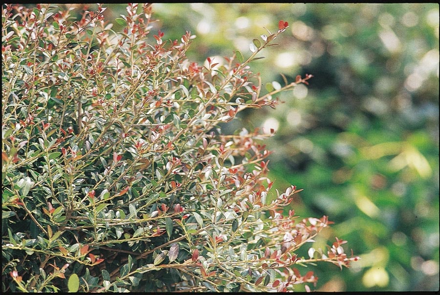 Lowe's NURSERY Bordeaux Yaupon Holly Foundation/Hedge Shrub in 2.5-Quart Pot