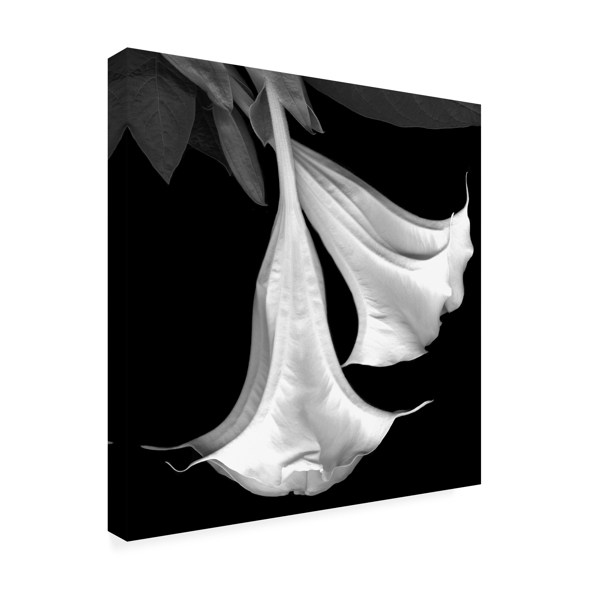 Trademark Fine Art ALI34326-C2424GG Wall-Art - View #3