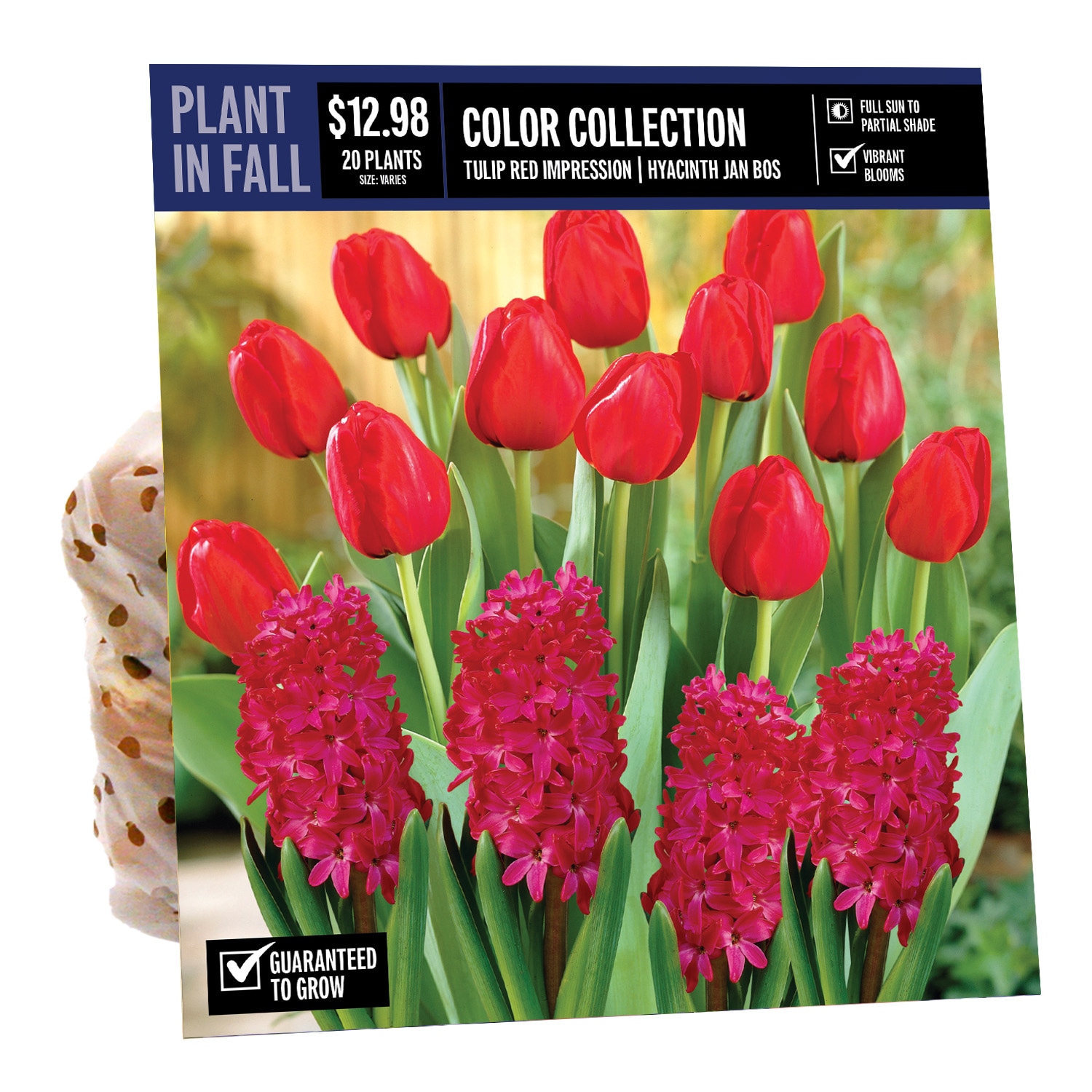  NURSERY COLOR COLLECTION NUMBER 8 PBS