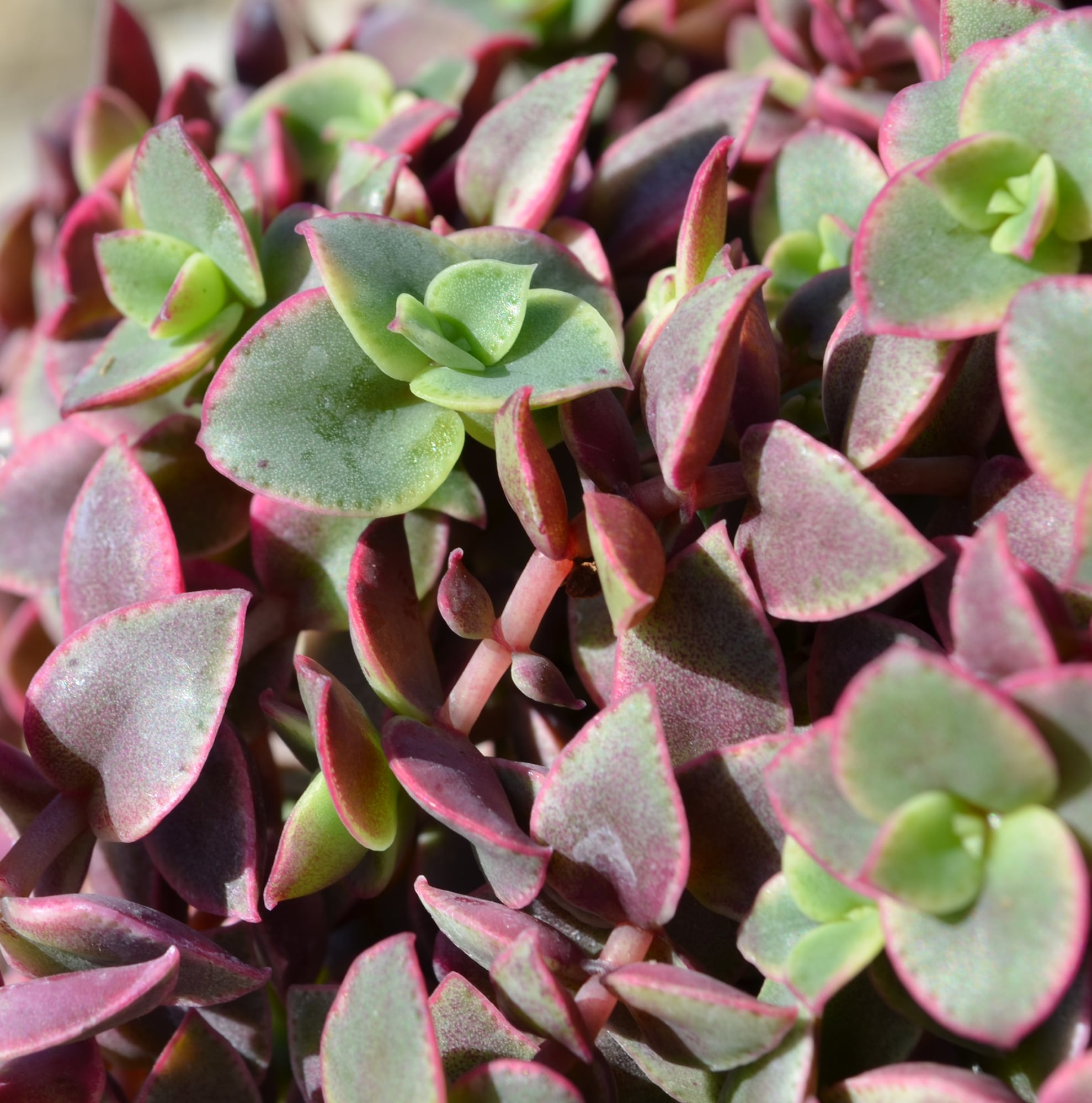 Assorted 2.5 Inch Multicolor Succulent Collection in Black Pots