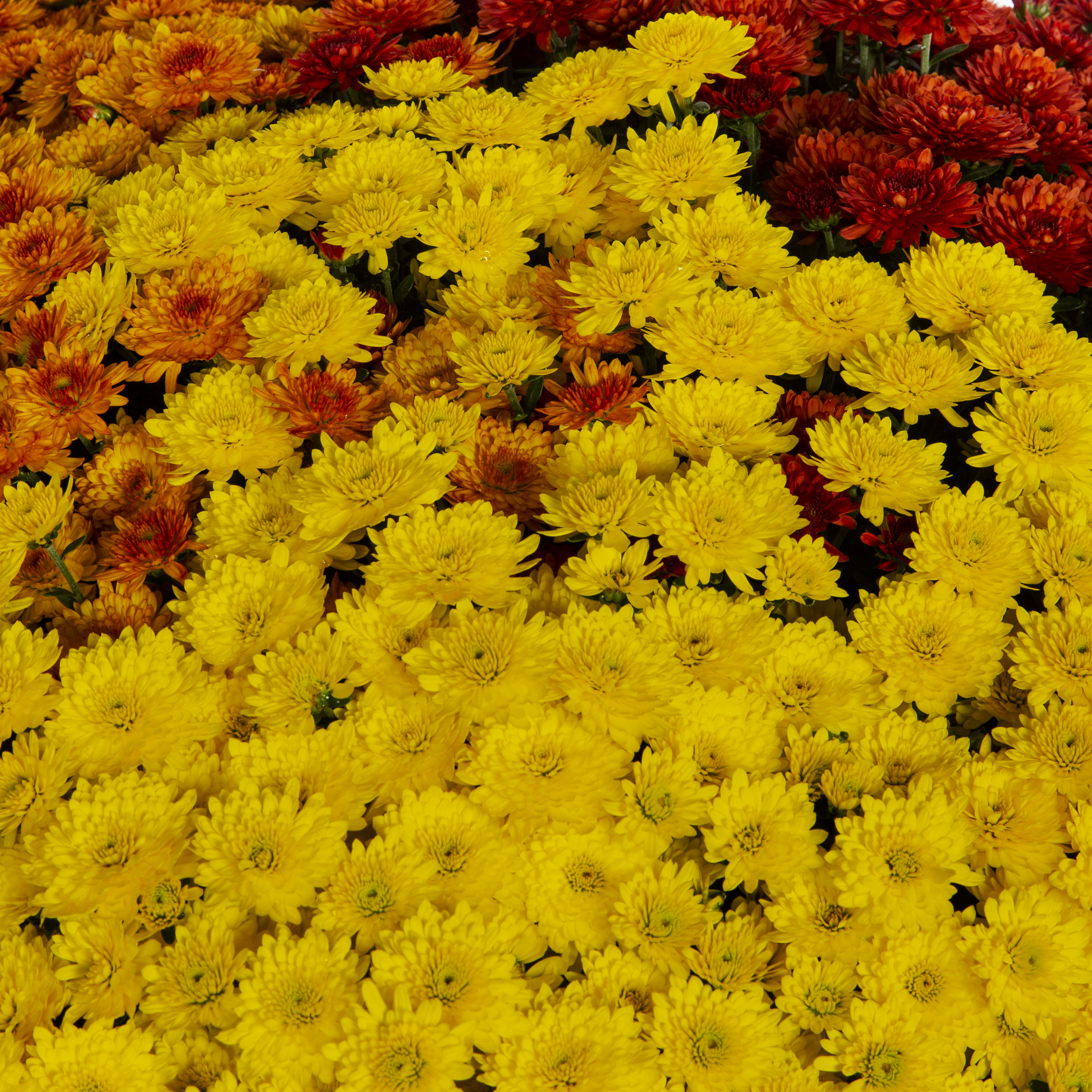 Ready Refill 4386 annuals - View #2