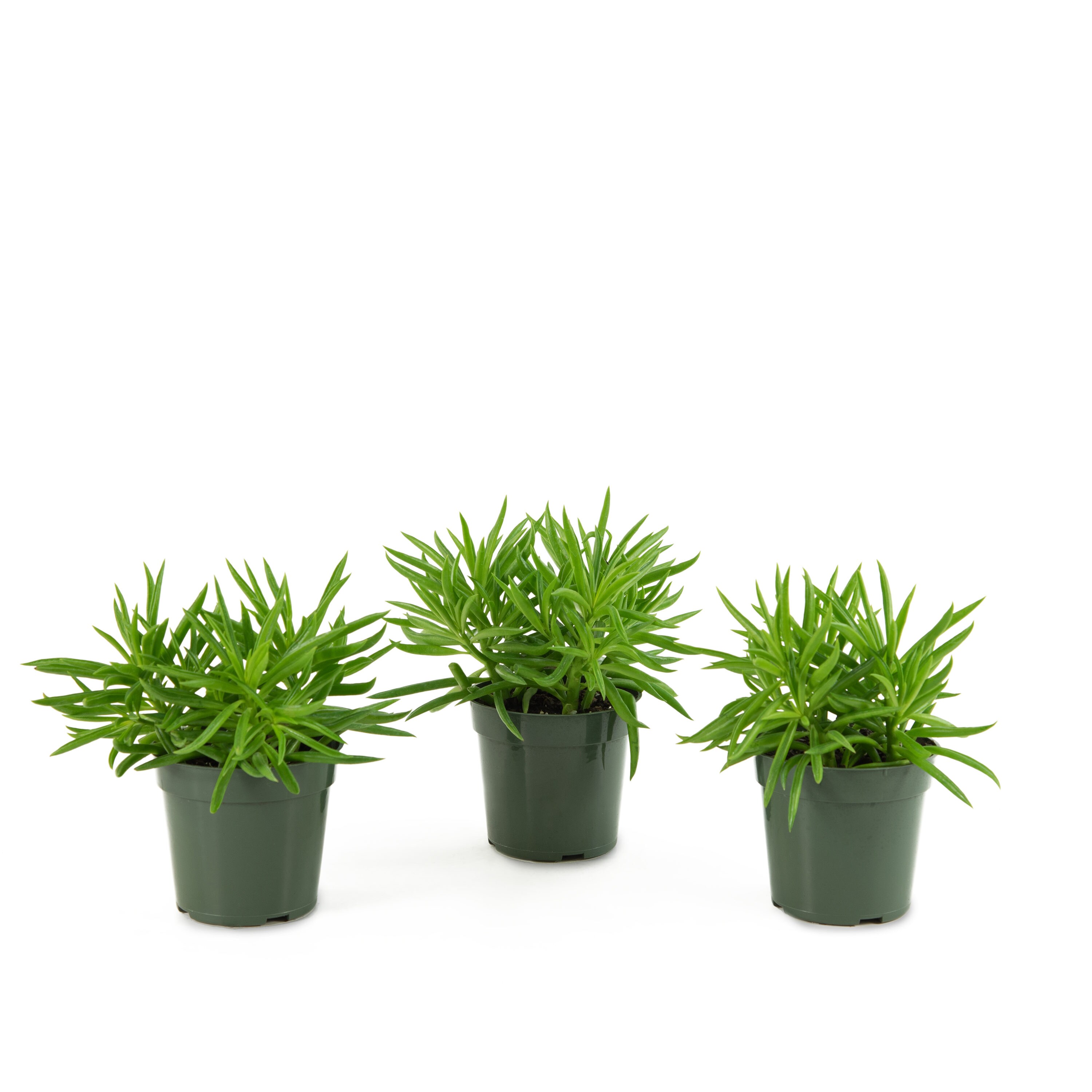 National Plant Network LW7718 Happy Bean House Plant in 3-Pack Pot