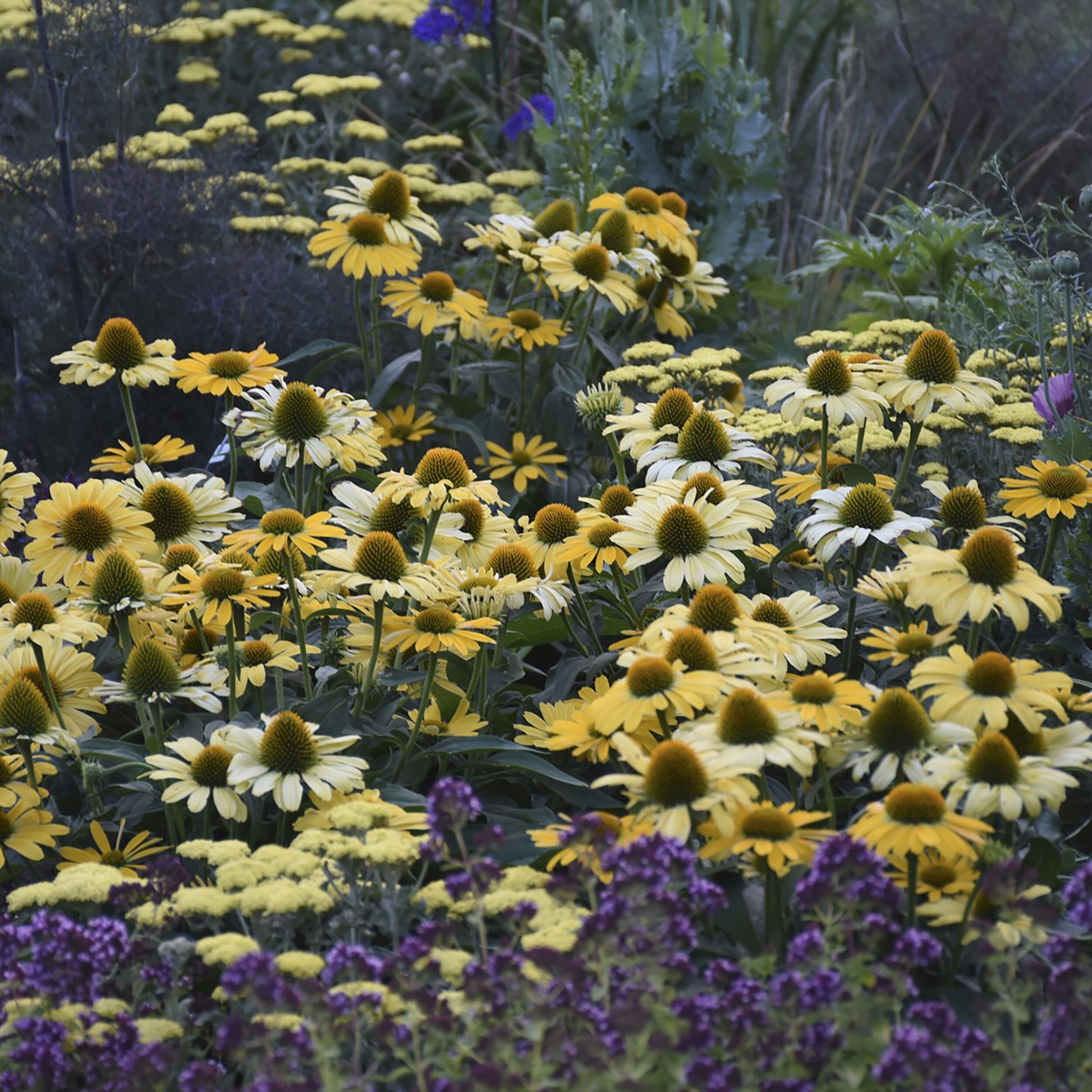 Proven Winners ECHPWP2036102 perennials - View #4