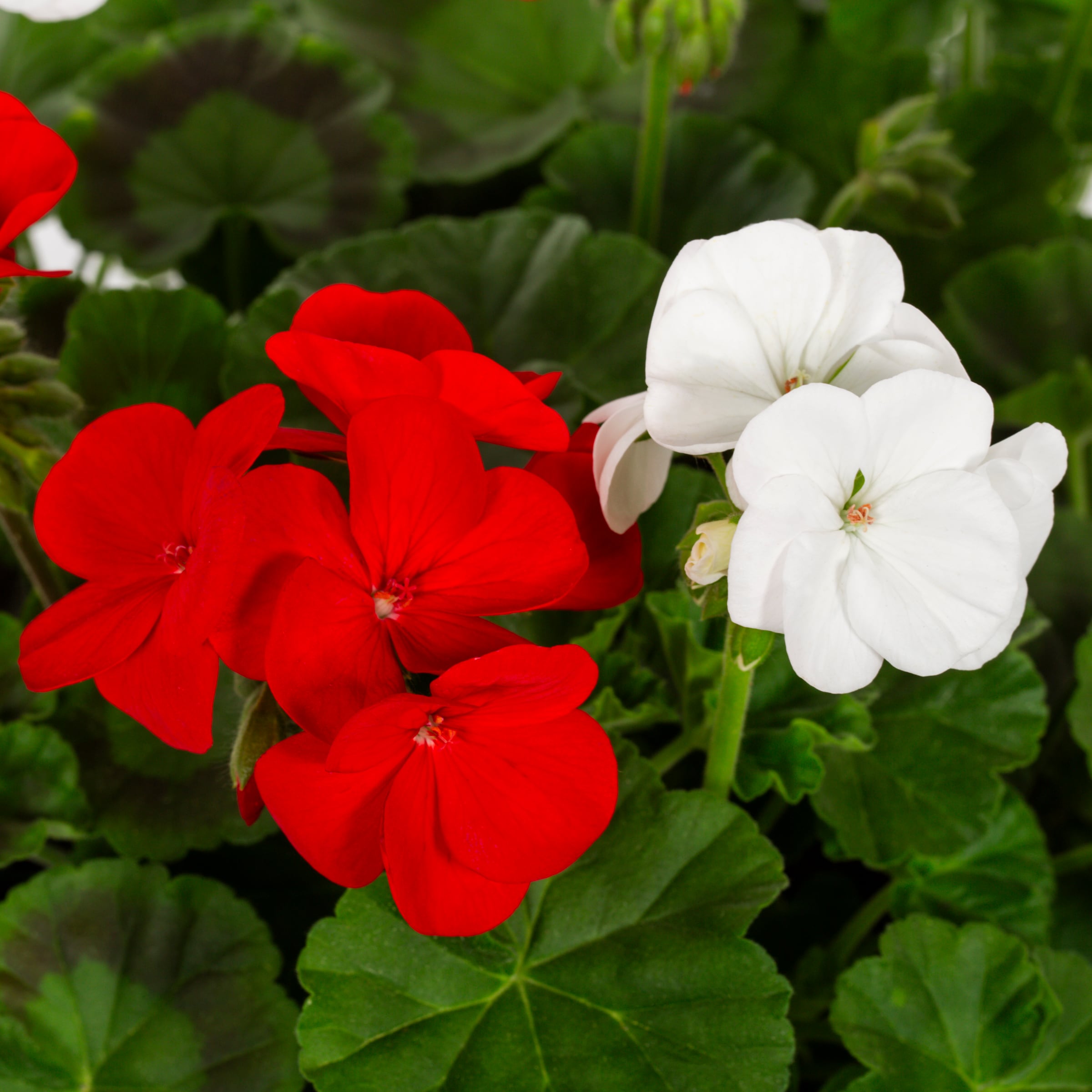 Metrolina Greenhouses 5050 annuals - View #2