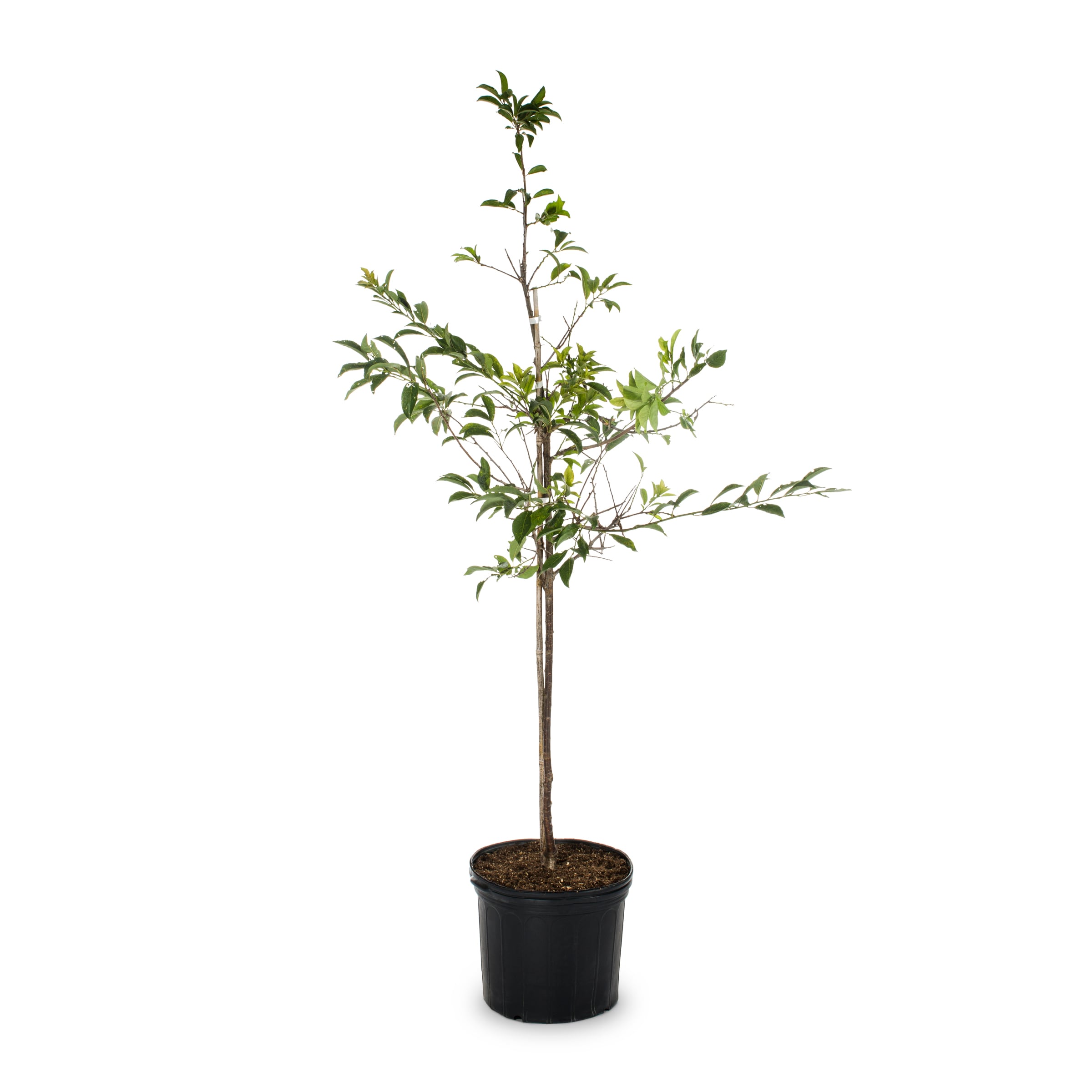 Lowe's NURSERY 3.58 -Gallon Methley Plum