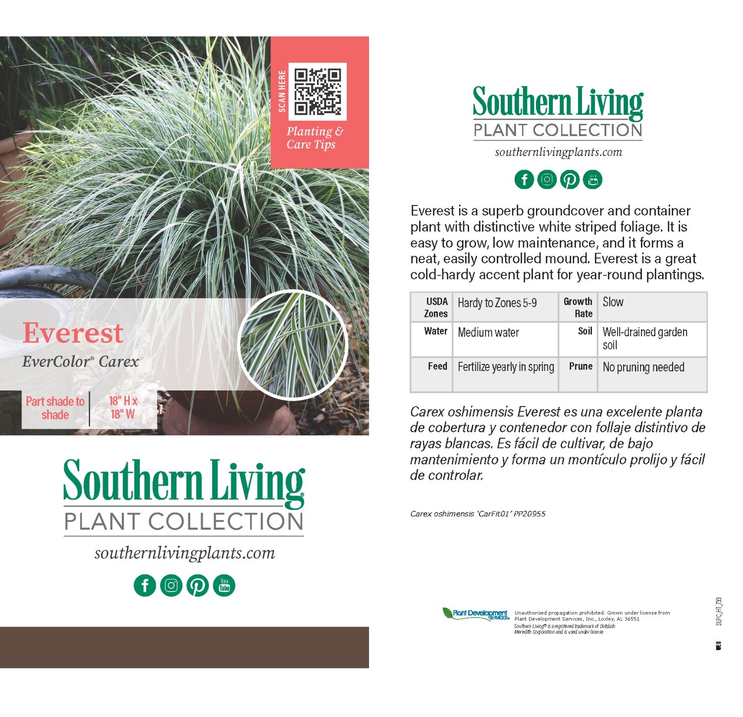 Southern Living Plant Collection 0728Q-1 Ornamental-Grasses - View #9