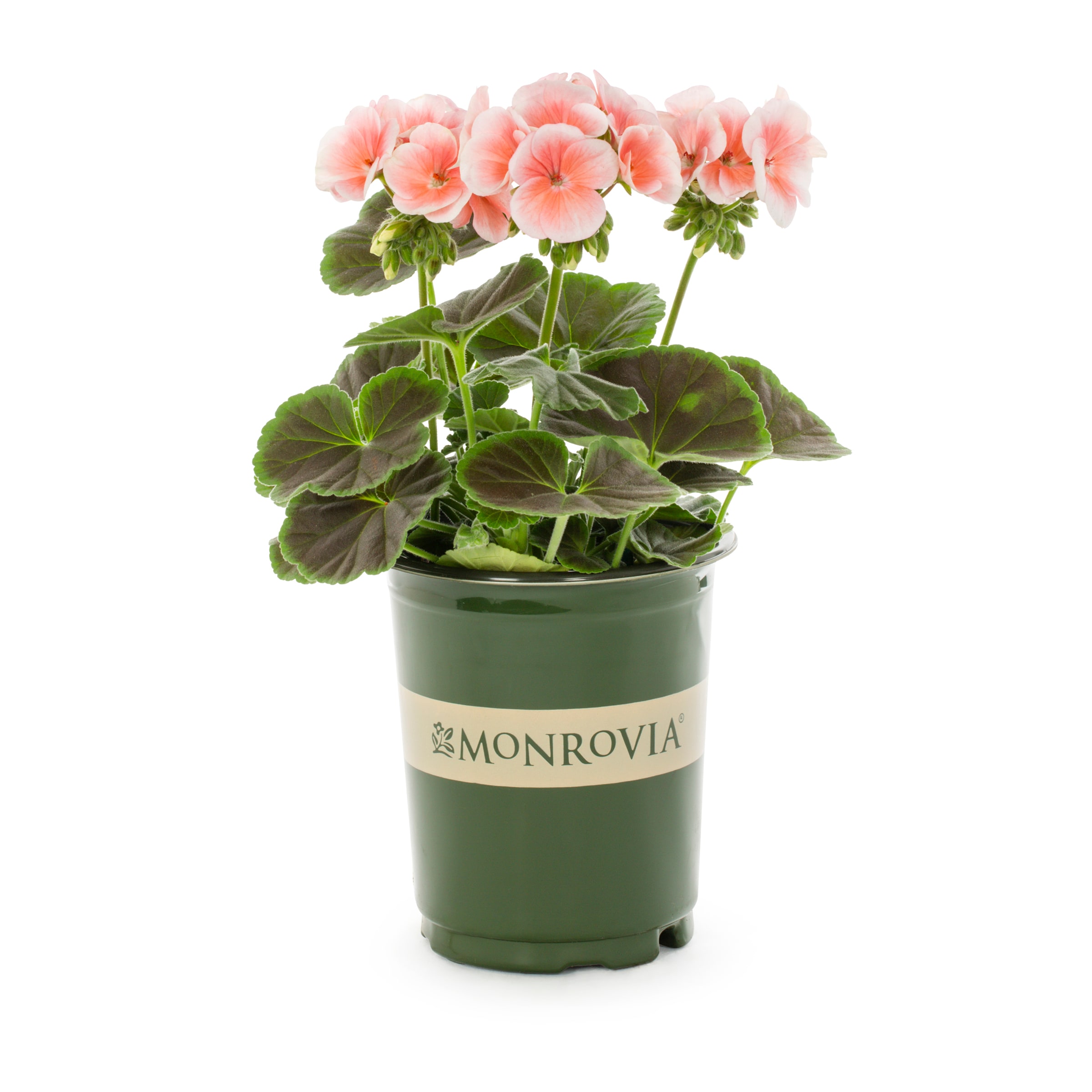 Monrovia 206314 annuals - View #3