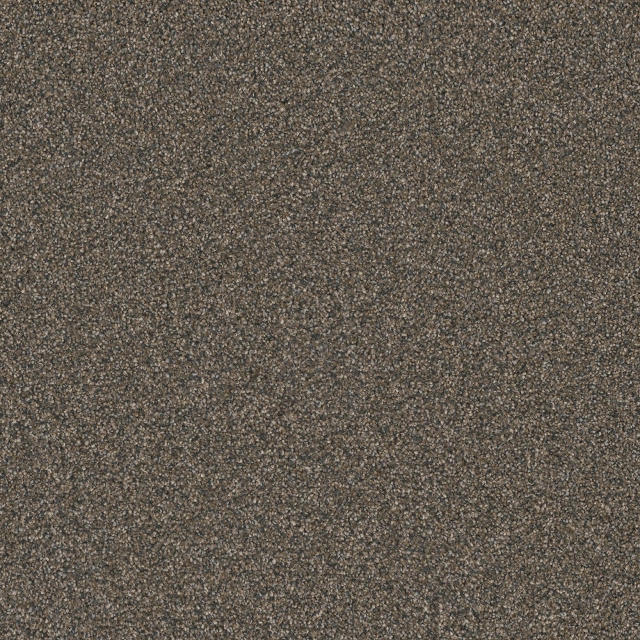 STAINMASTER (Sample) Bardin Brown 46-oz sq yard Solution-dyed Polyester ...