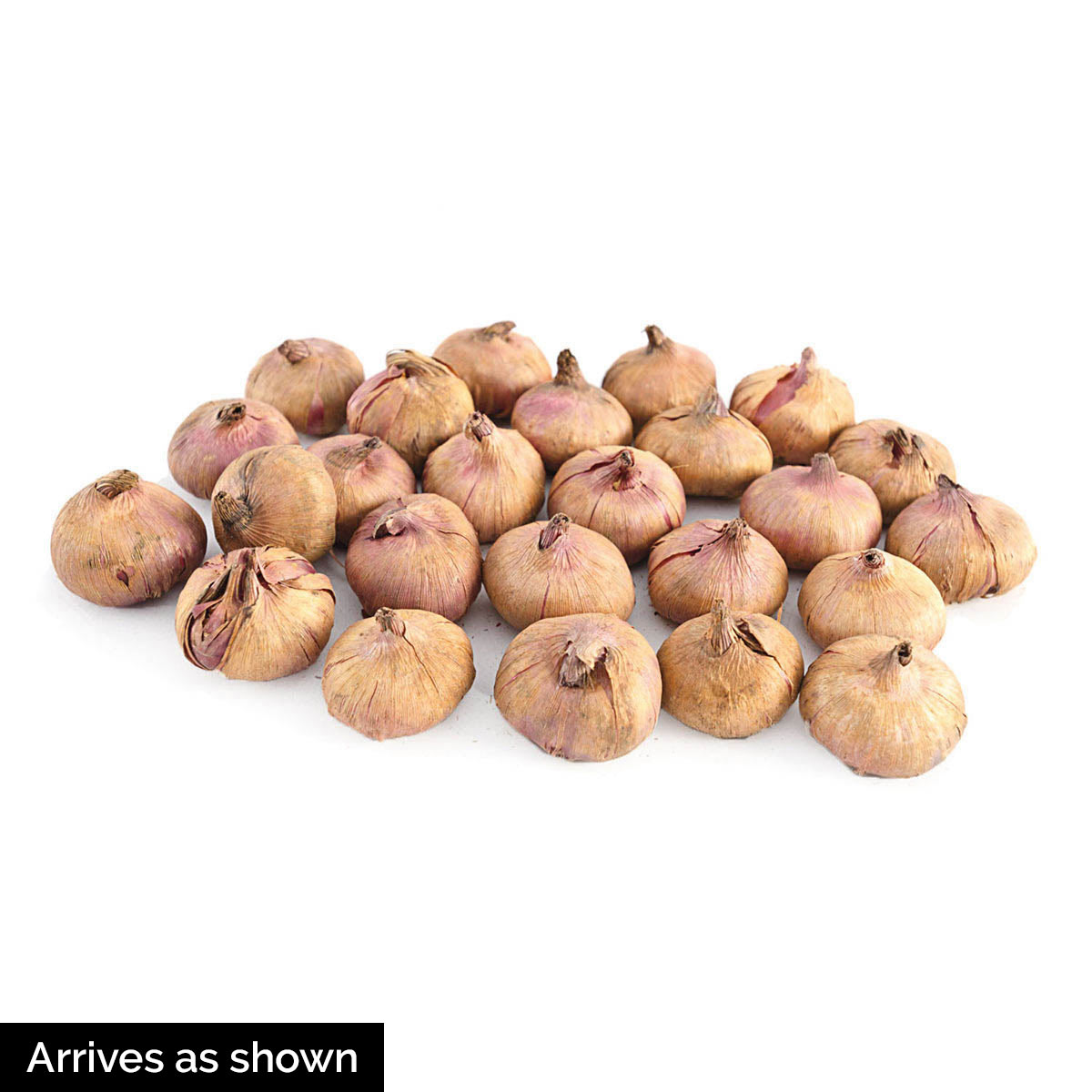 Breck's 81082 Plant-Bulbs - View #4