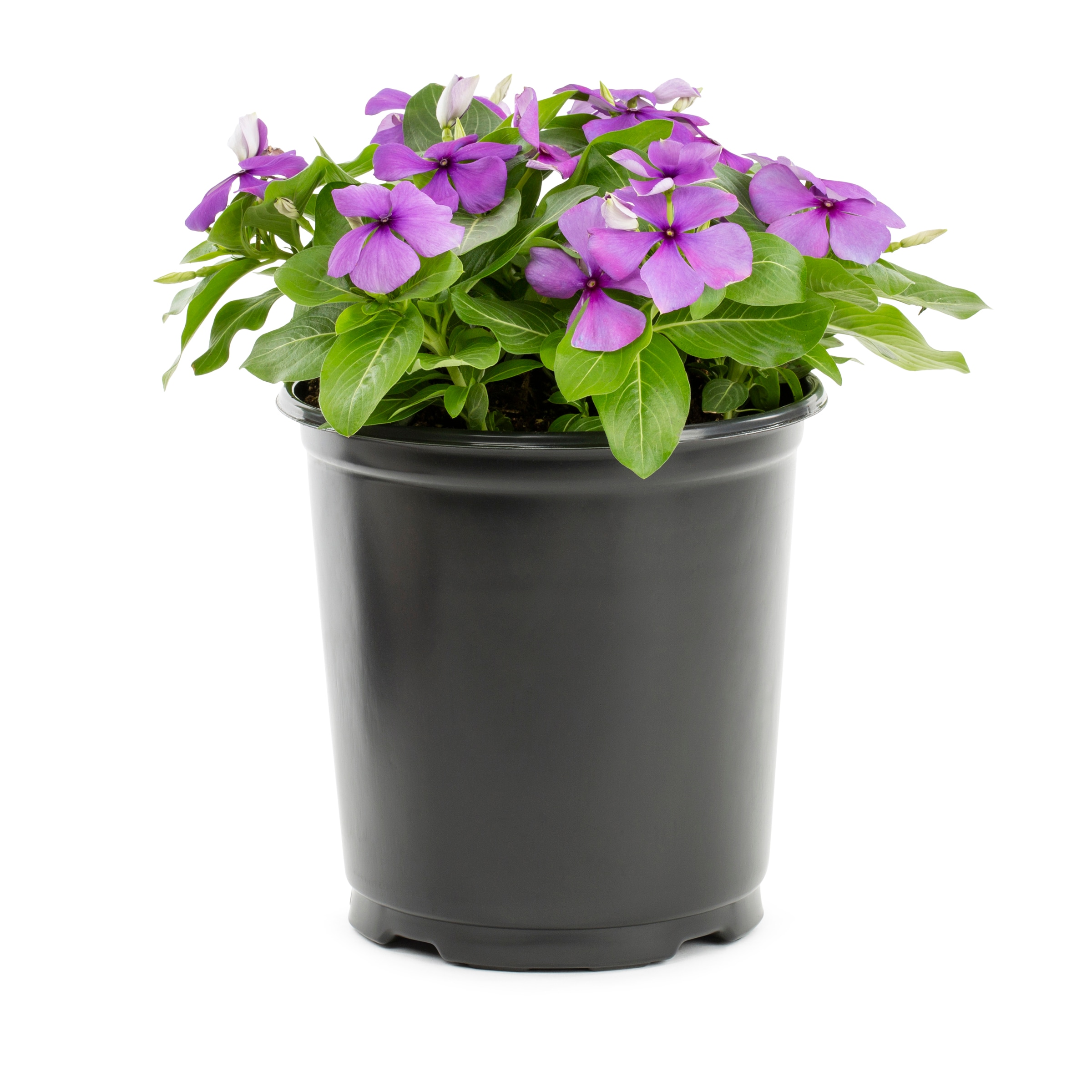 Metrolina Greenhouses 5033 annuals - View #4