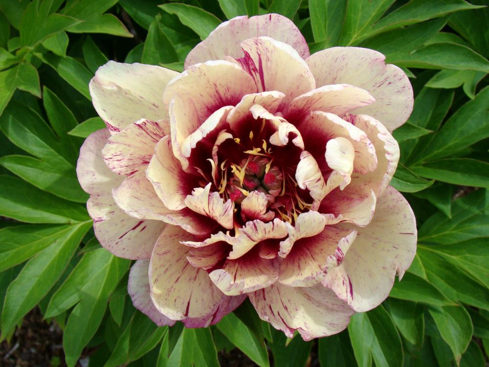 Bloomsz Peonia in 1-Pack Bareroot in the Perennials department at 