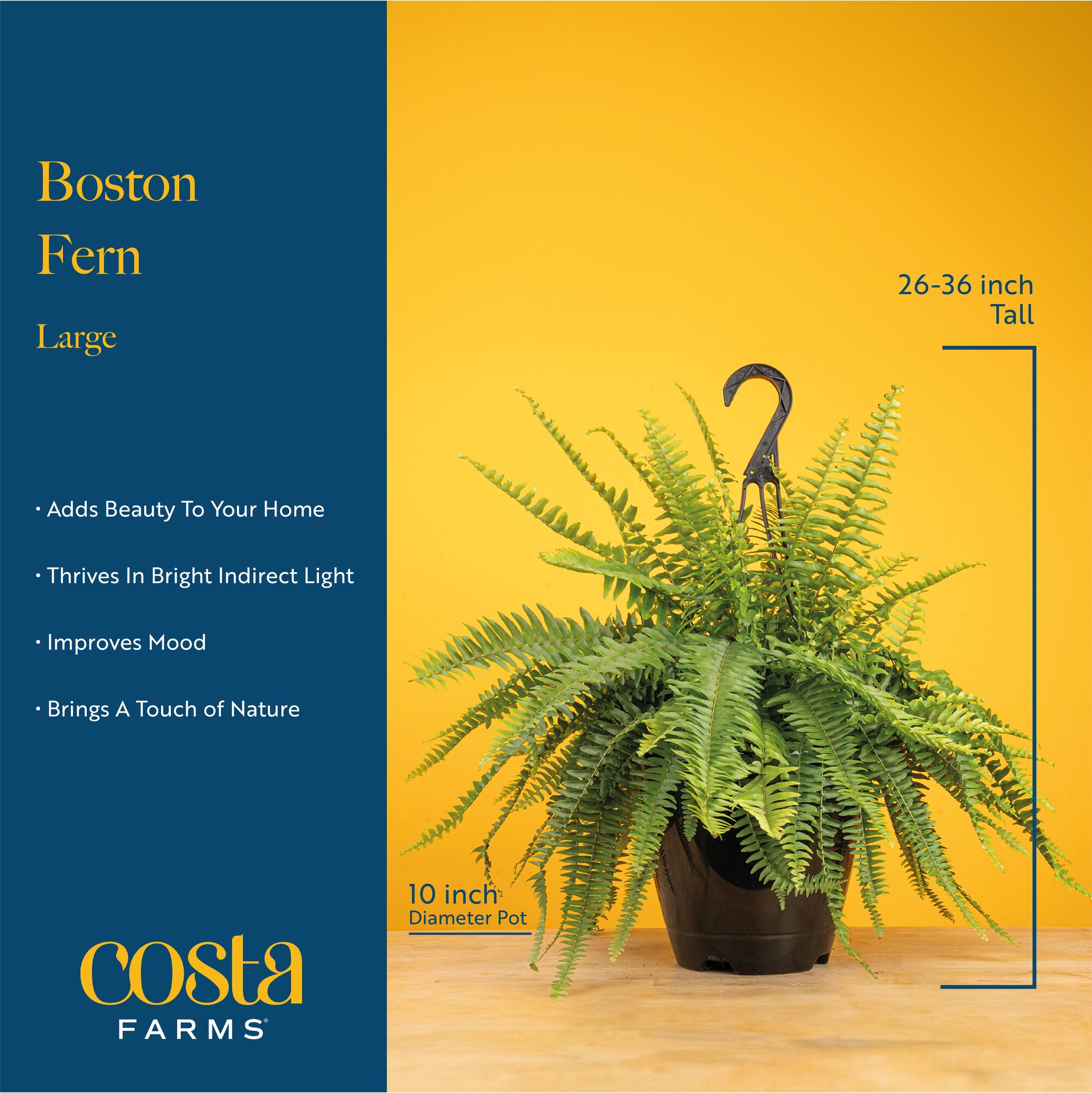 Costa Farms L-BOS-G-POT-01-LW hseplants - View #6