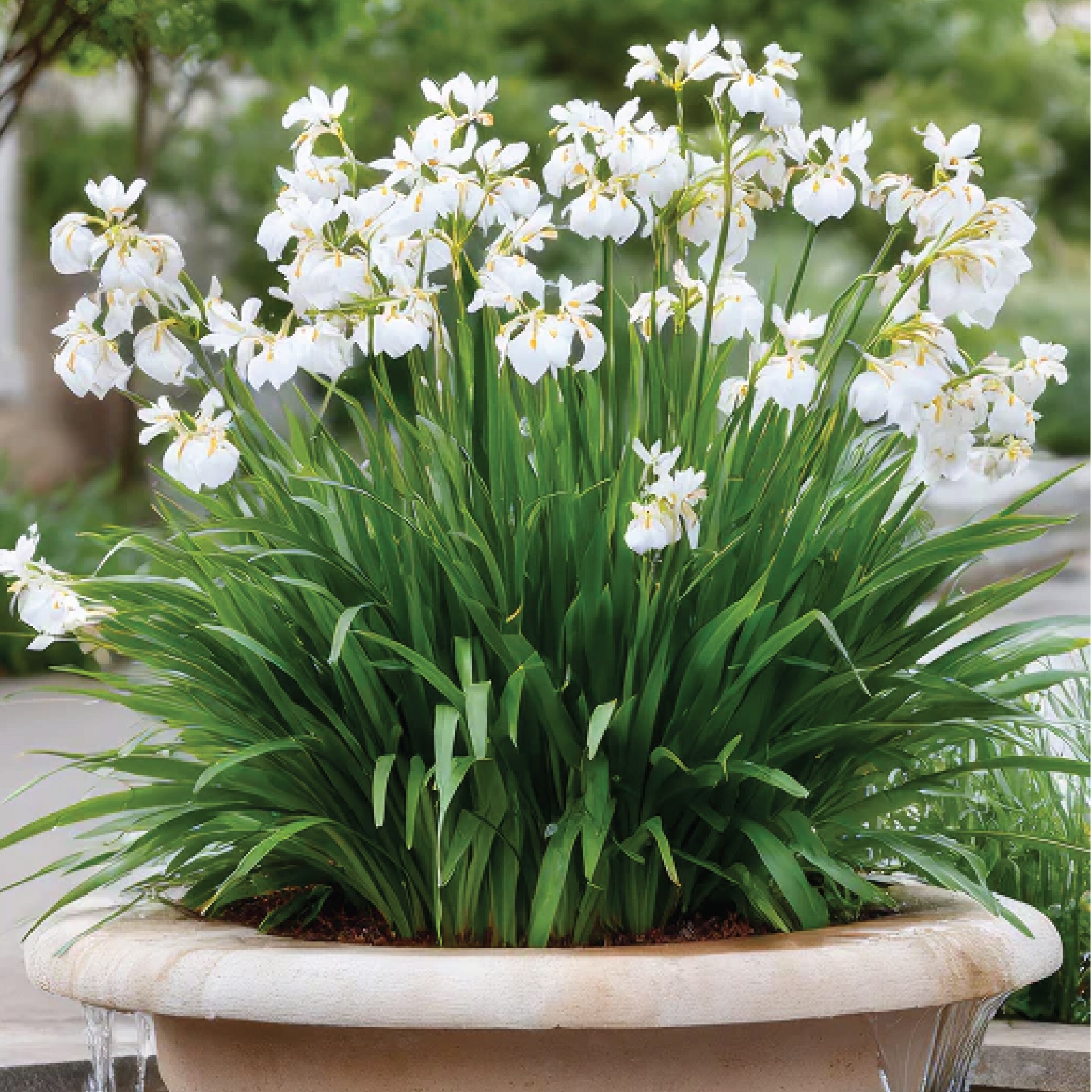 Nature's Way Farms 1.72 -Gallon White African Iris 1 -Pack - Low