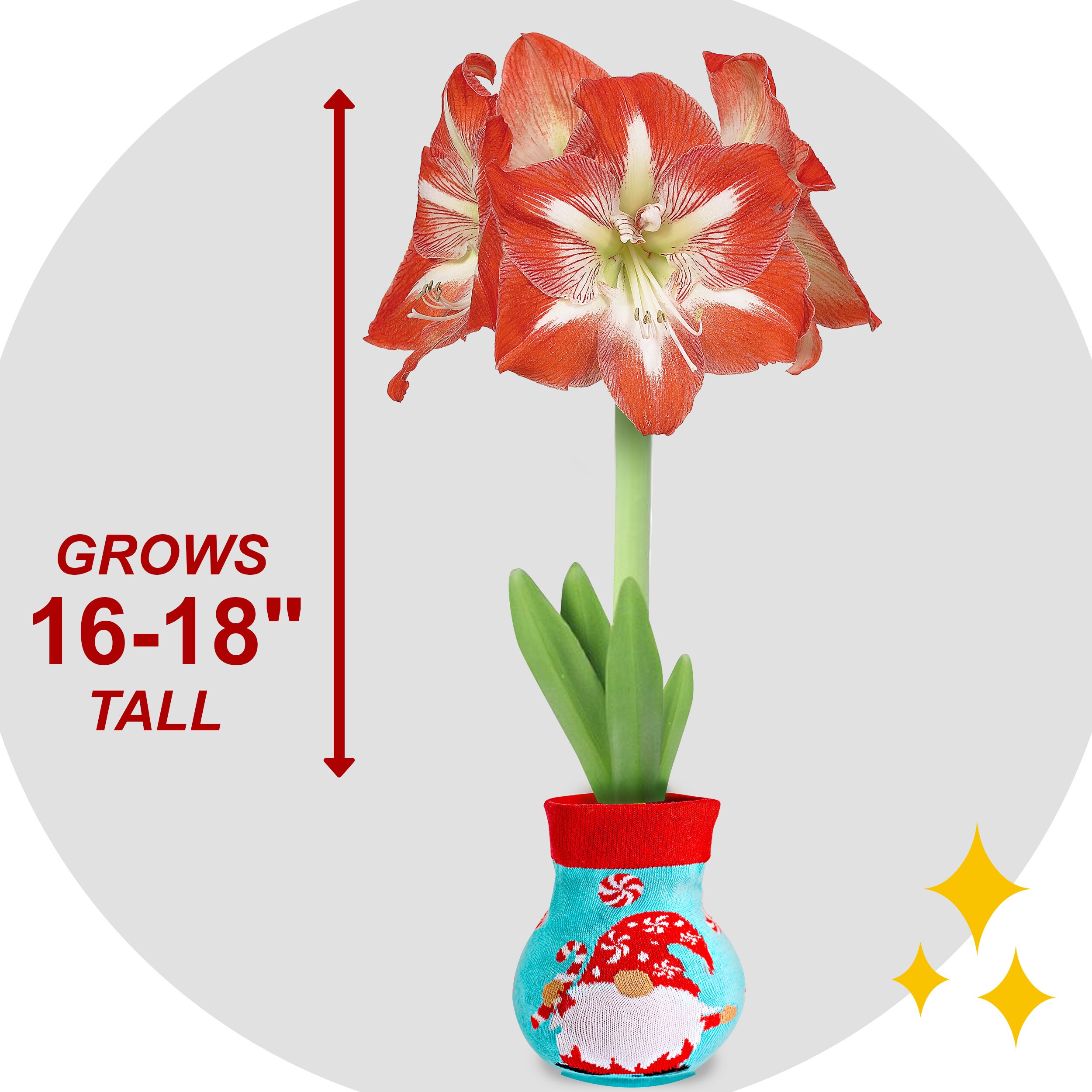 Garden State Bulb ECH-15-01-01 Plant-Bulbs - View #4