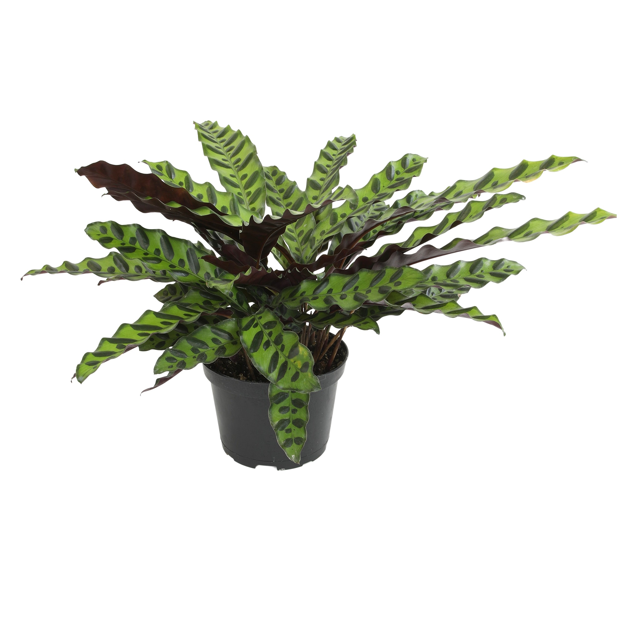 Altman Plants 0881600 Calathea lancifolia Rattlesnake House plant in 6 Inch(es) Pot 1 -Pack