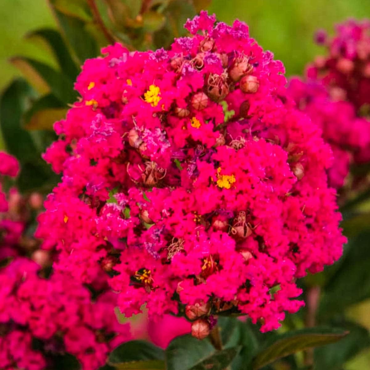 northern-belle-watermelon-crape-shrubs-at-lowes