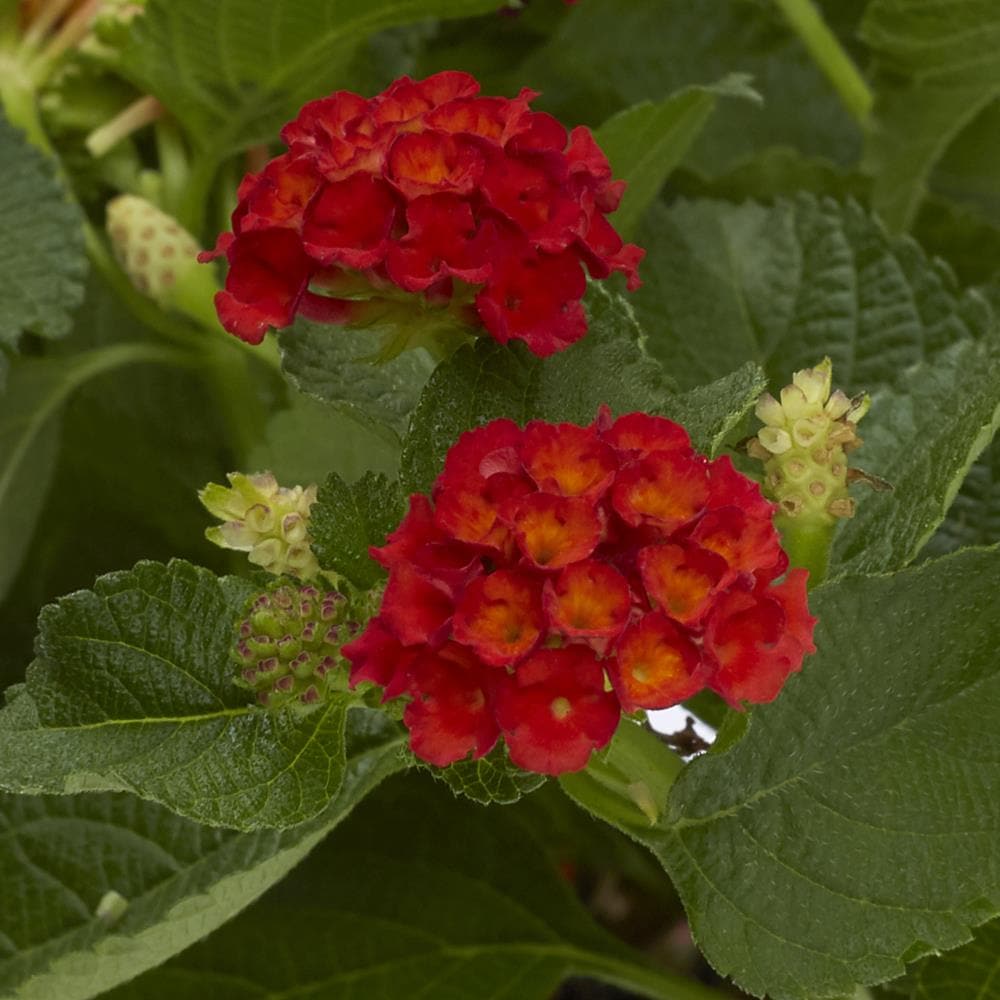 Lowe's Multicolor Lantana Plant in 2.5-Quart Pot in the Perennials ...