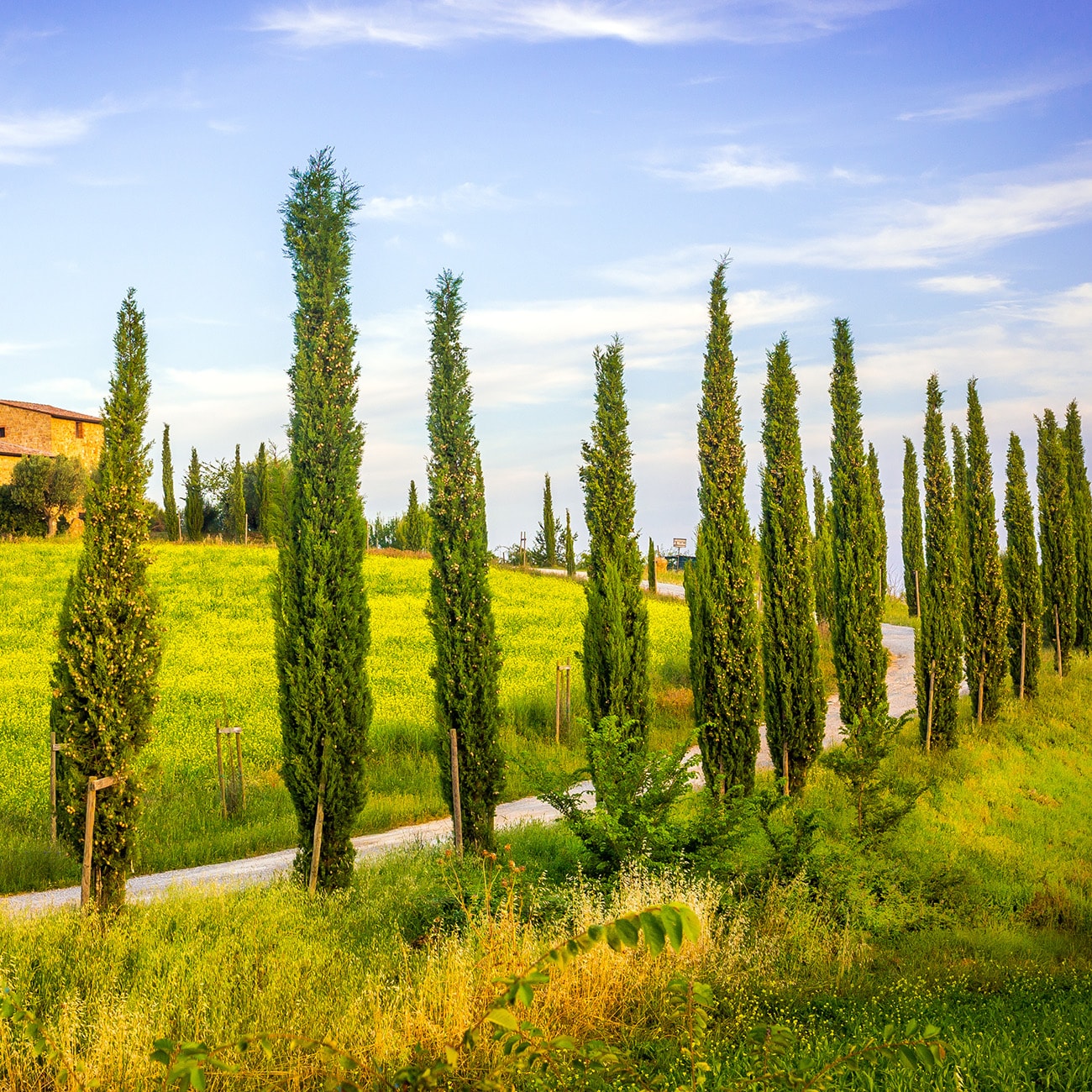 Perfect Plants LOITALIANCYPRES1-2FT trees - View #7