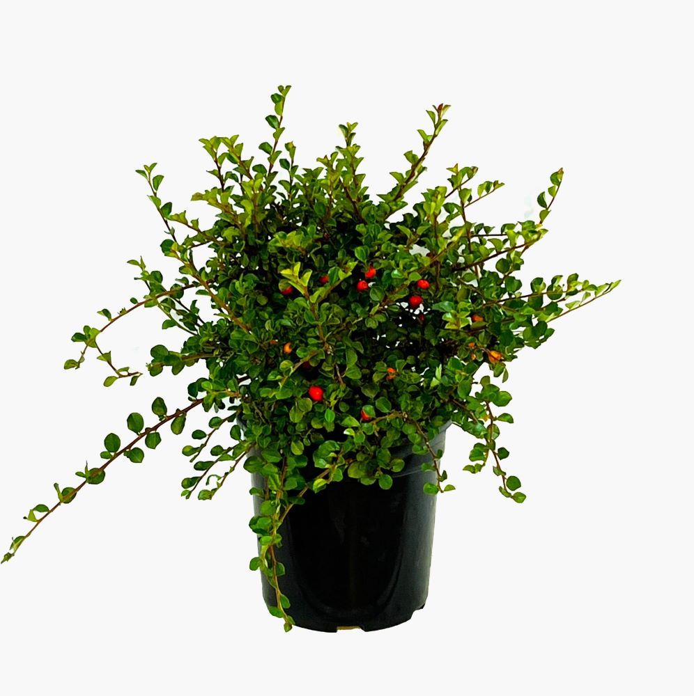 Pink Cranberry Cotoneaster Accent Shrub In 2 5 Quart Pot O208001 At