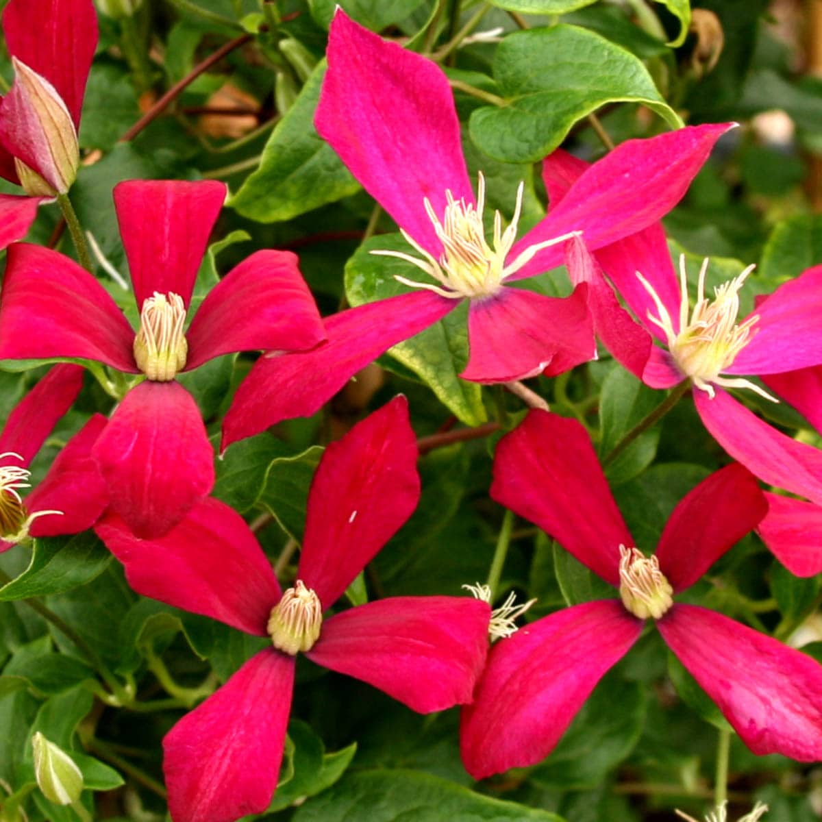 Vines Bloom Color Family Red