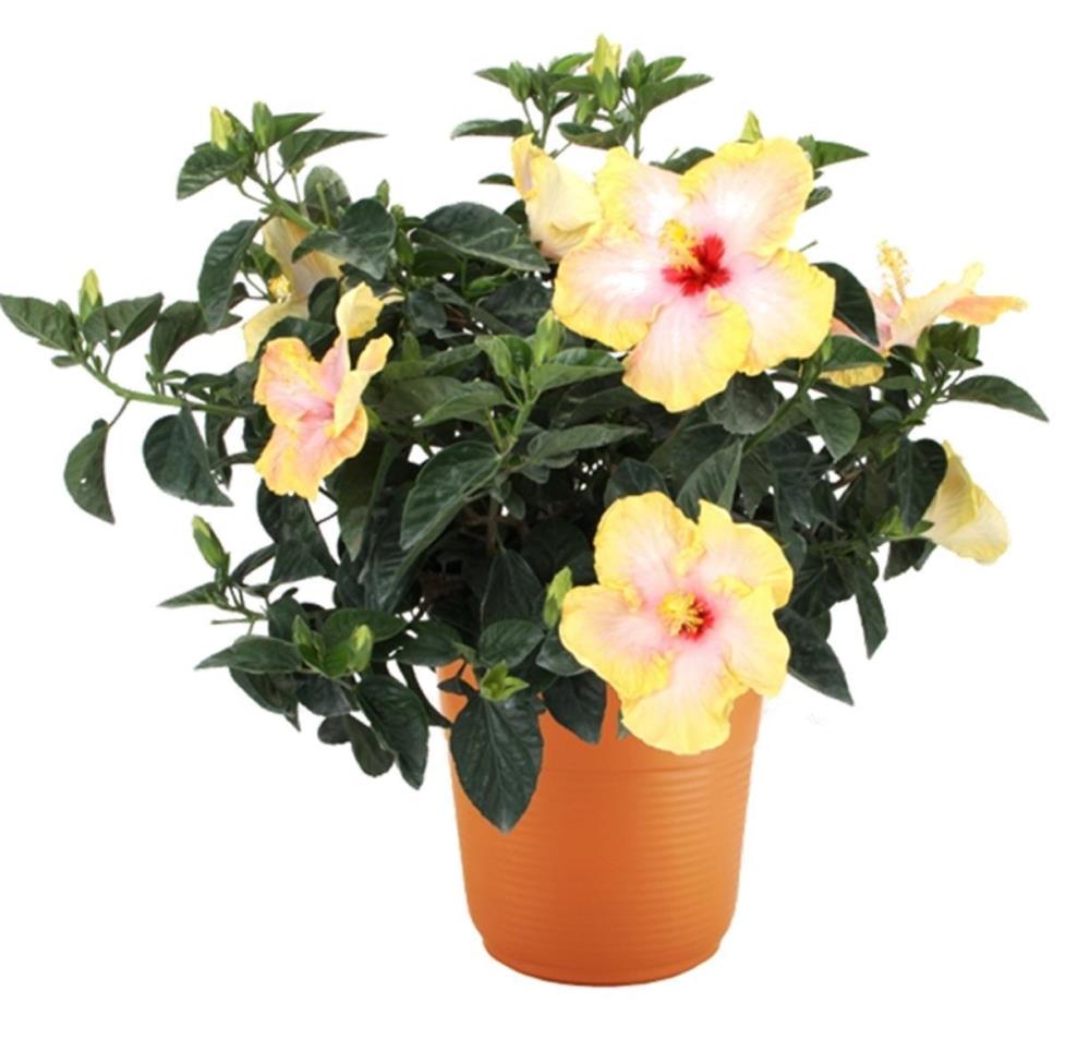 Multicolor Hibiscus House Plant in 2-Gallon (s) Planter in the House Plants  department at 