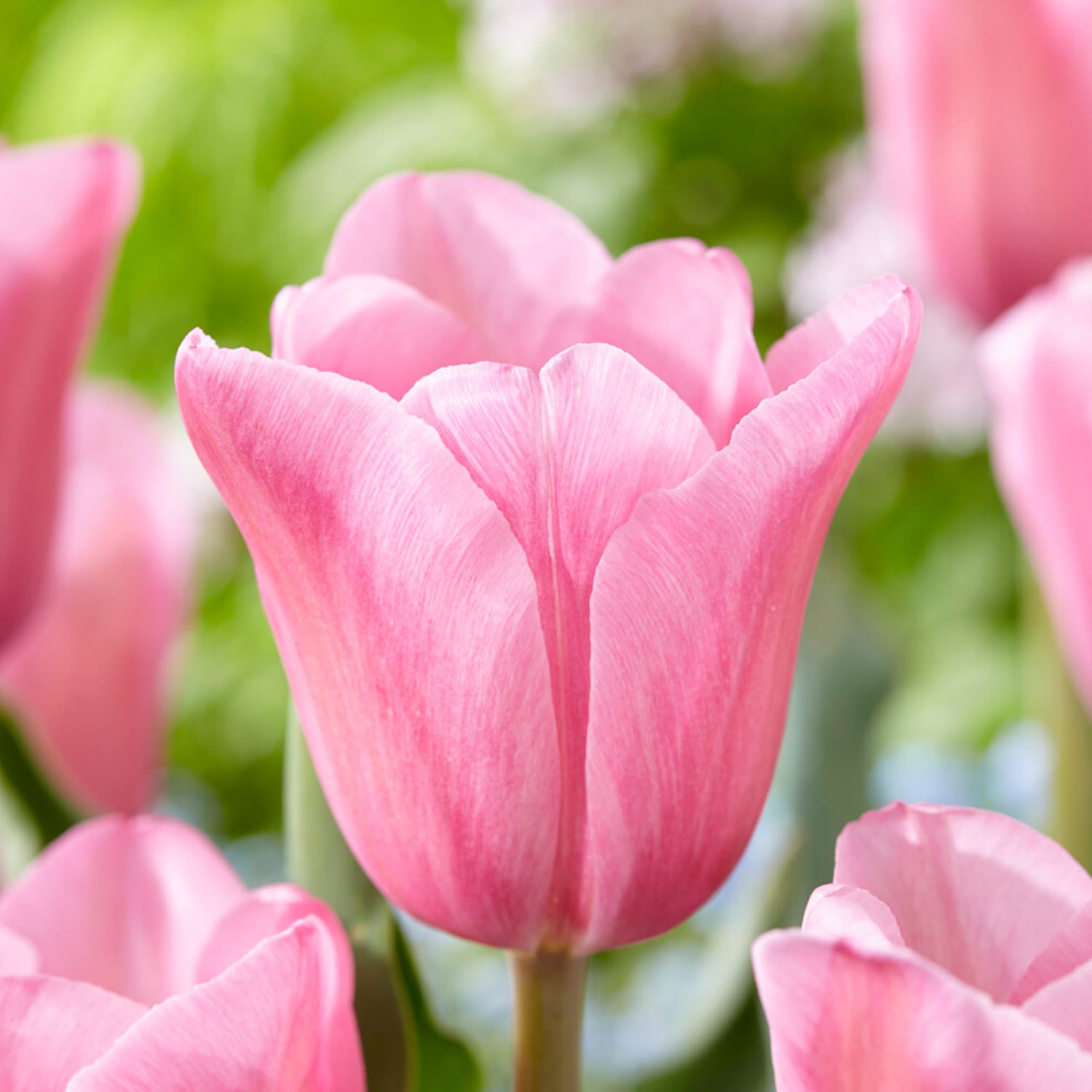 Garden State Bulb ECF-67-100-04 Pink Mistress Triumph Tulip Bulbs 100 Count