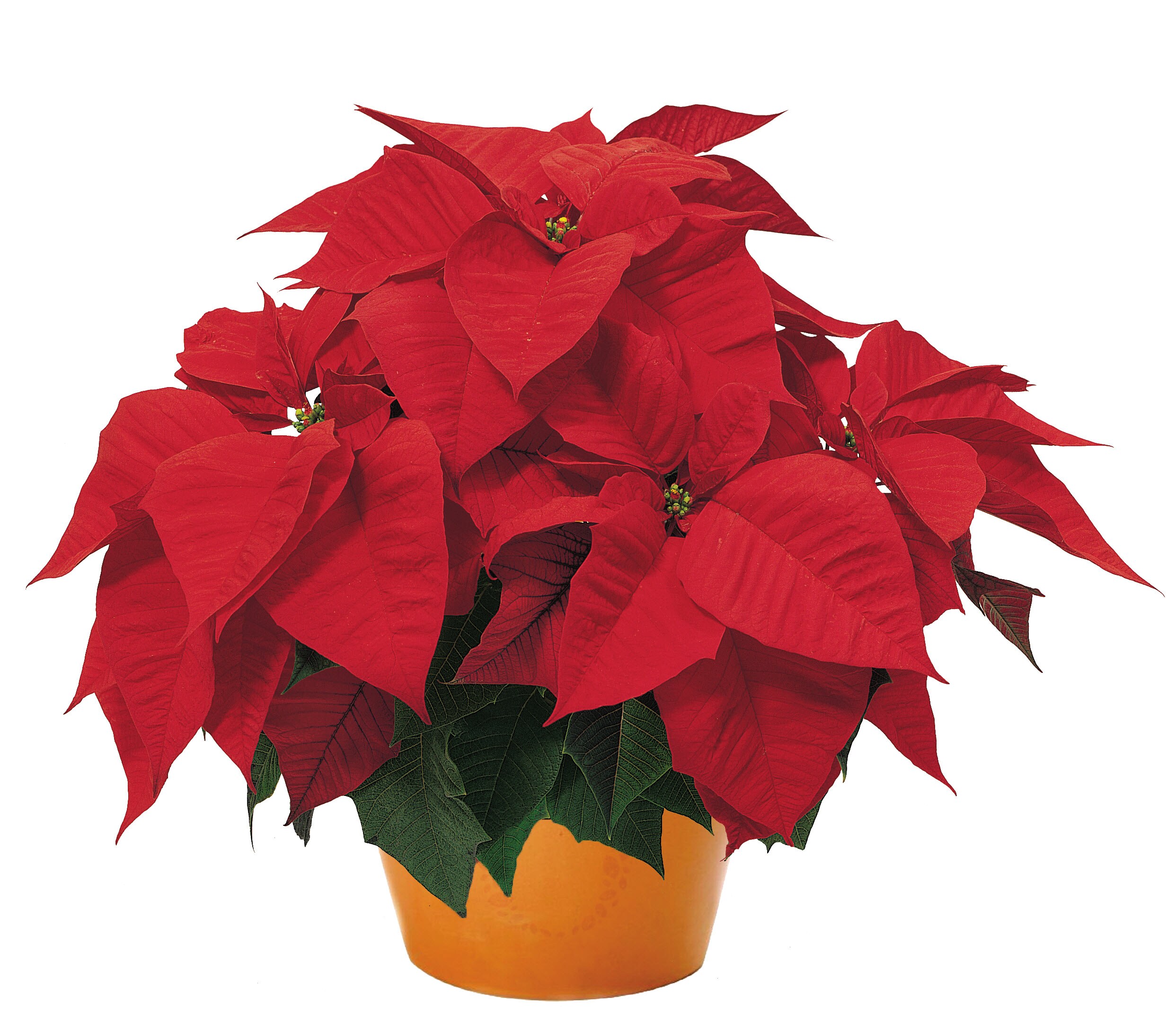  028289233353 Fresh-Cut-Christmas-Decorations - View #2
