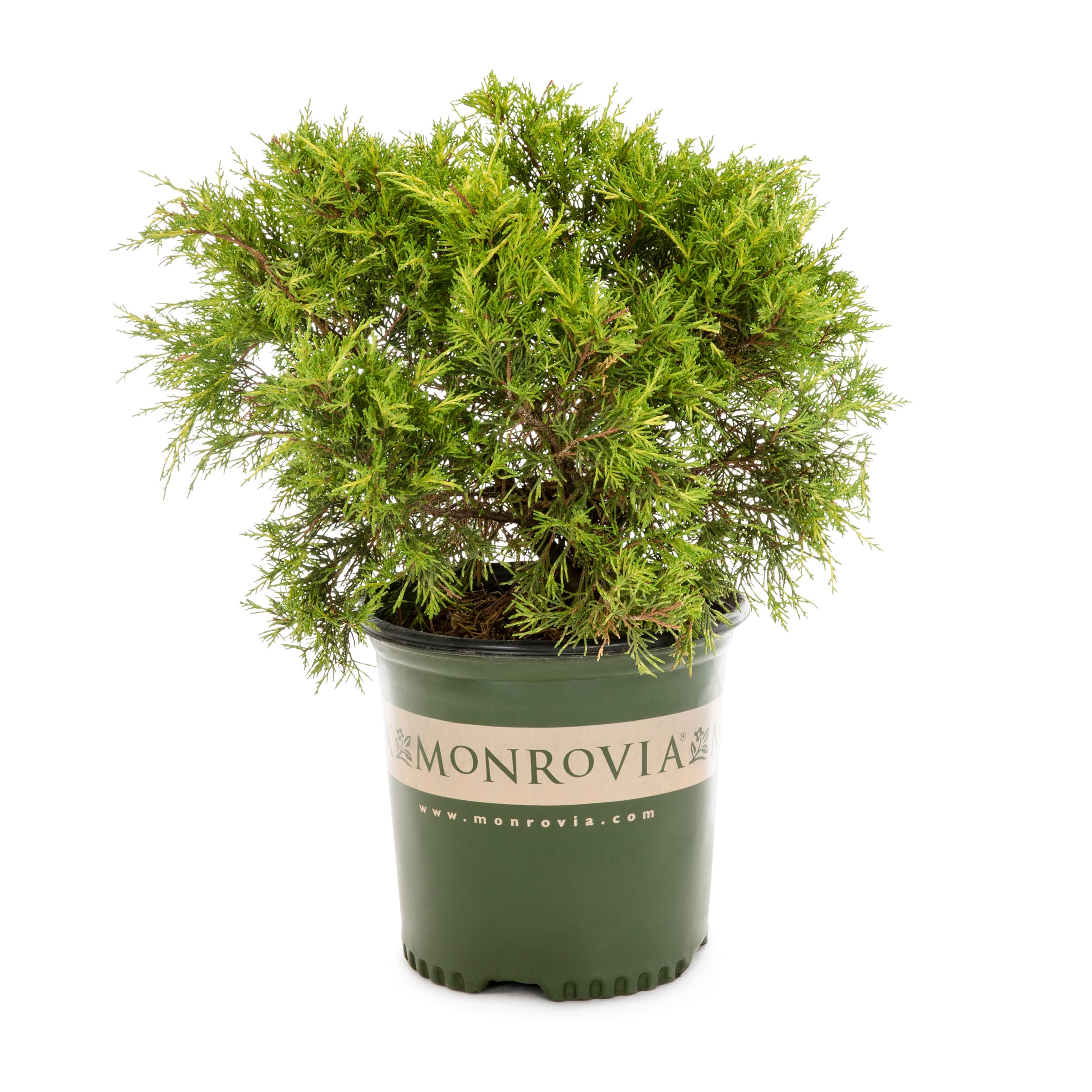 Monrovia Sea Of Gold Juniper Foundation/Hedge Shrub in 1.73-Gallon (s ...