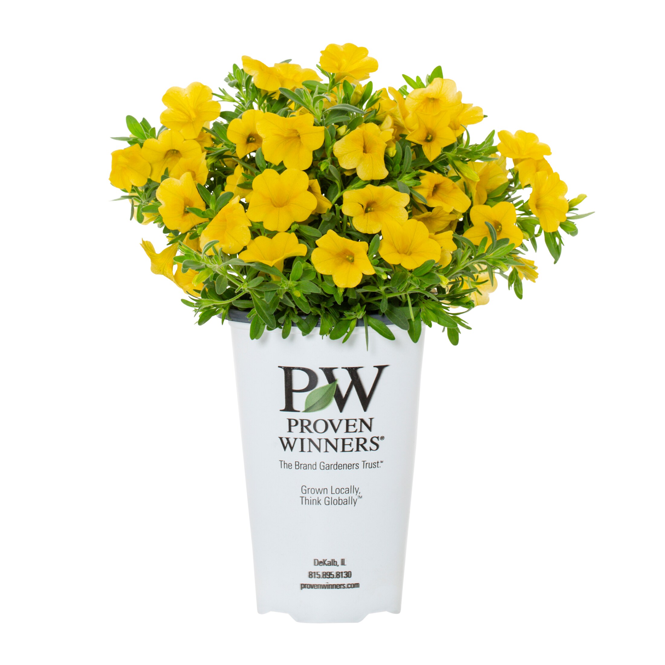 Proven Winners 4495 annuals - View #5