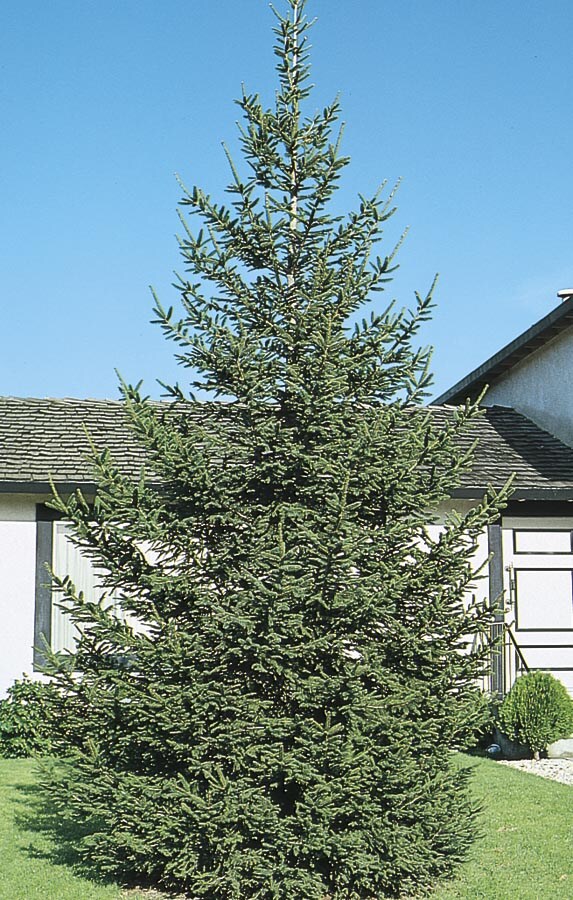 Lowe's NURSERY -Quart Insignificant Feature Norway Spruce