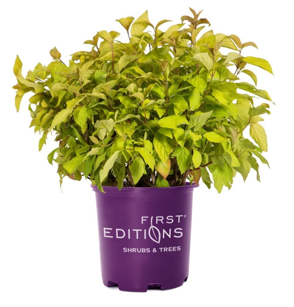 First Editions O19092F Dogwood Neon Burst Feature Shrub in 2 -Gallon Pot 1 -Pack with White Blooms
