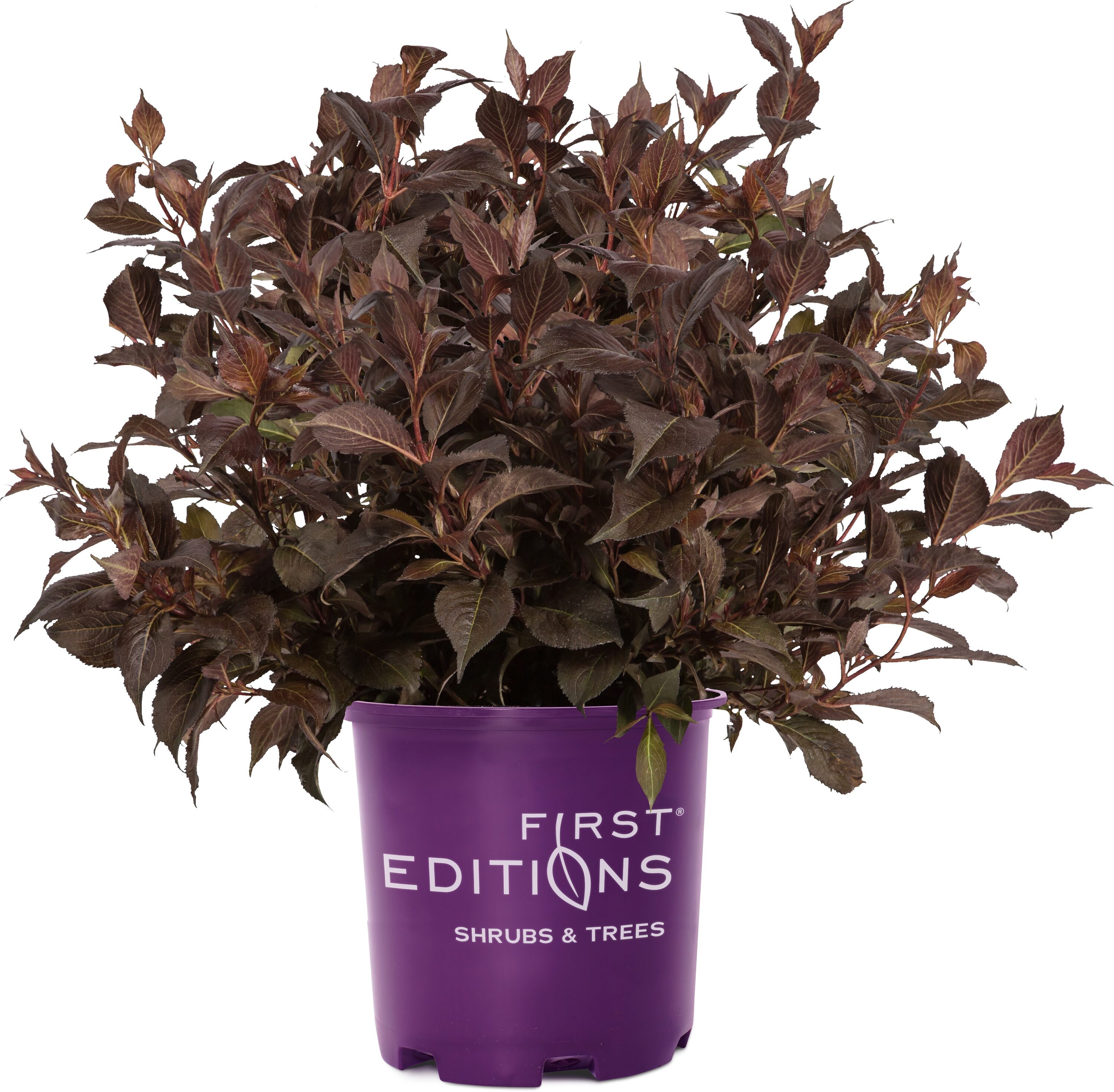 Lowe's NURSERY SHINING SENSATION WEIGELAWeigela Flowering Shrub in 3 -Gallon Pot 1.0 -Pack with Pink Blooms