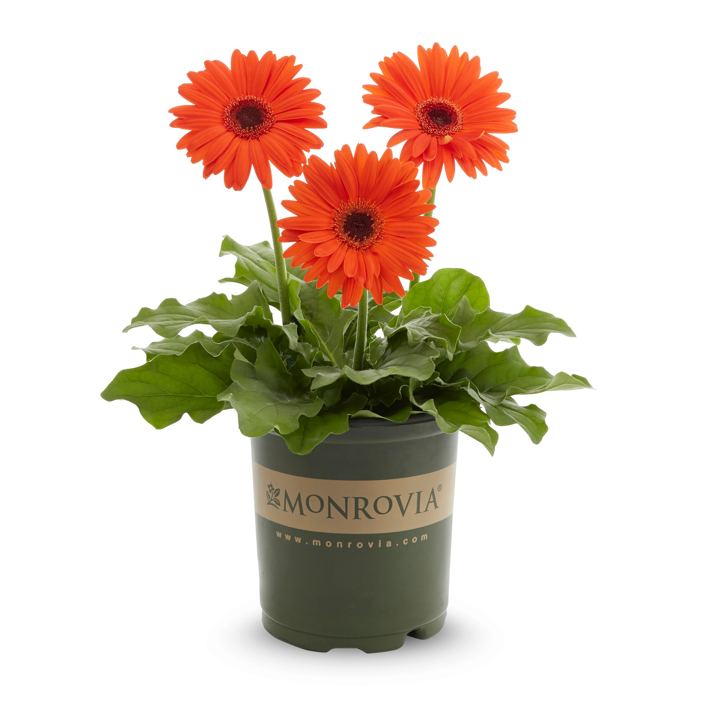Monrovia 79162 annuals - View #5